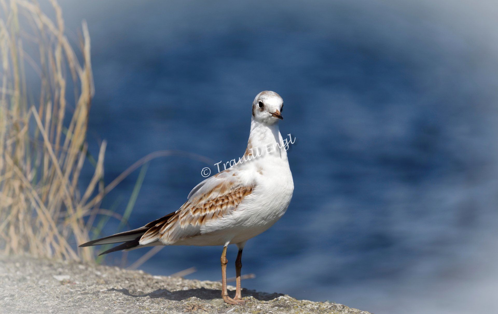 Möwe, Lachmöwe Immatur, Larus ridibundus, Vogel, Traudl Engl