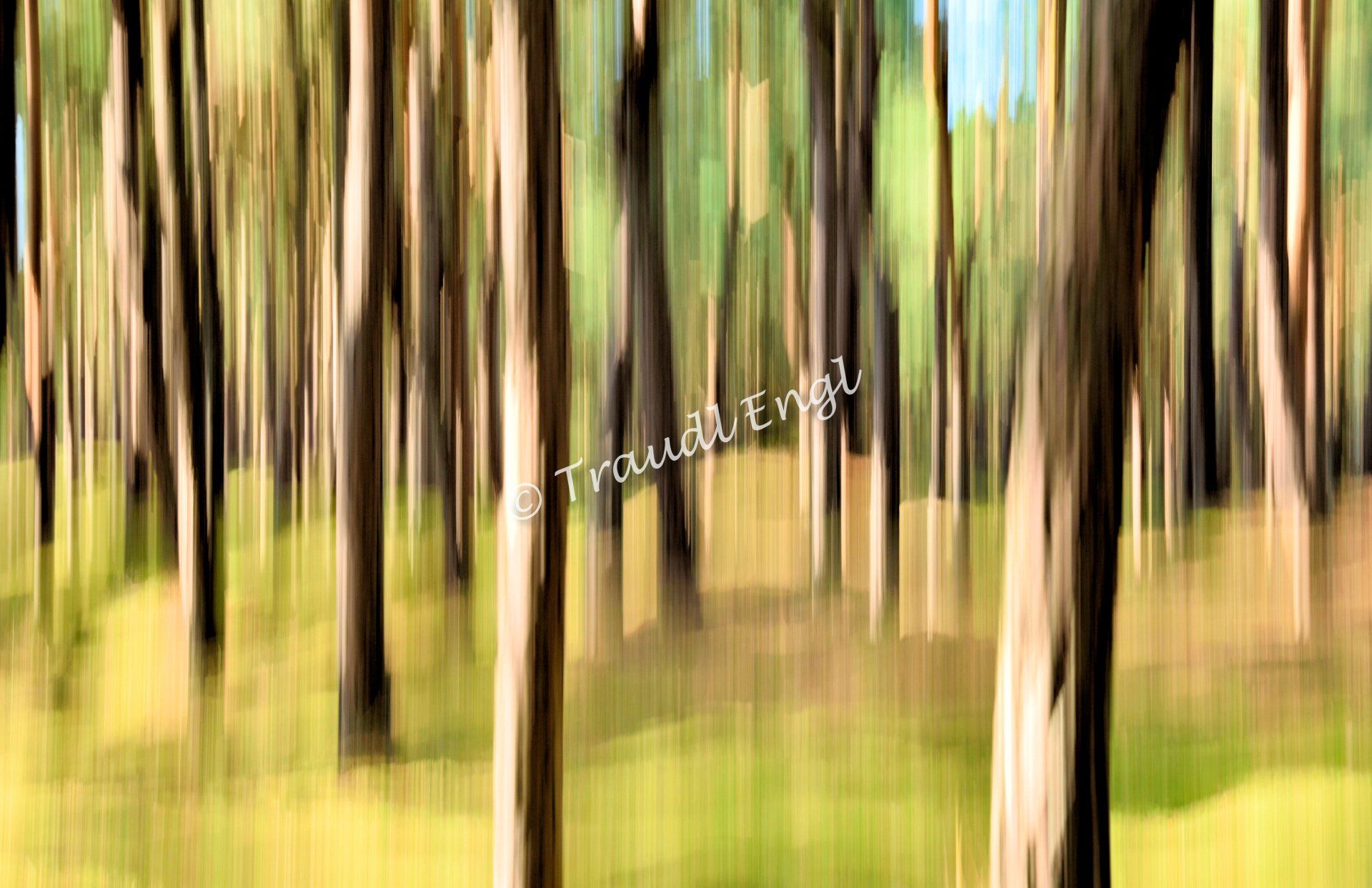 Kiefernwald abstrakt, Schwarzkiefern, Baumstämme, Wald, grün-braun-beige, Traudl Engl