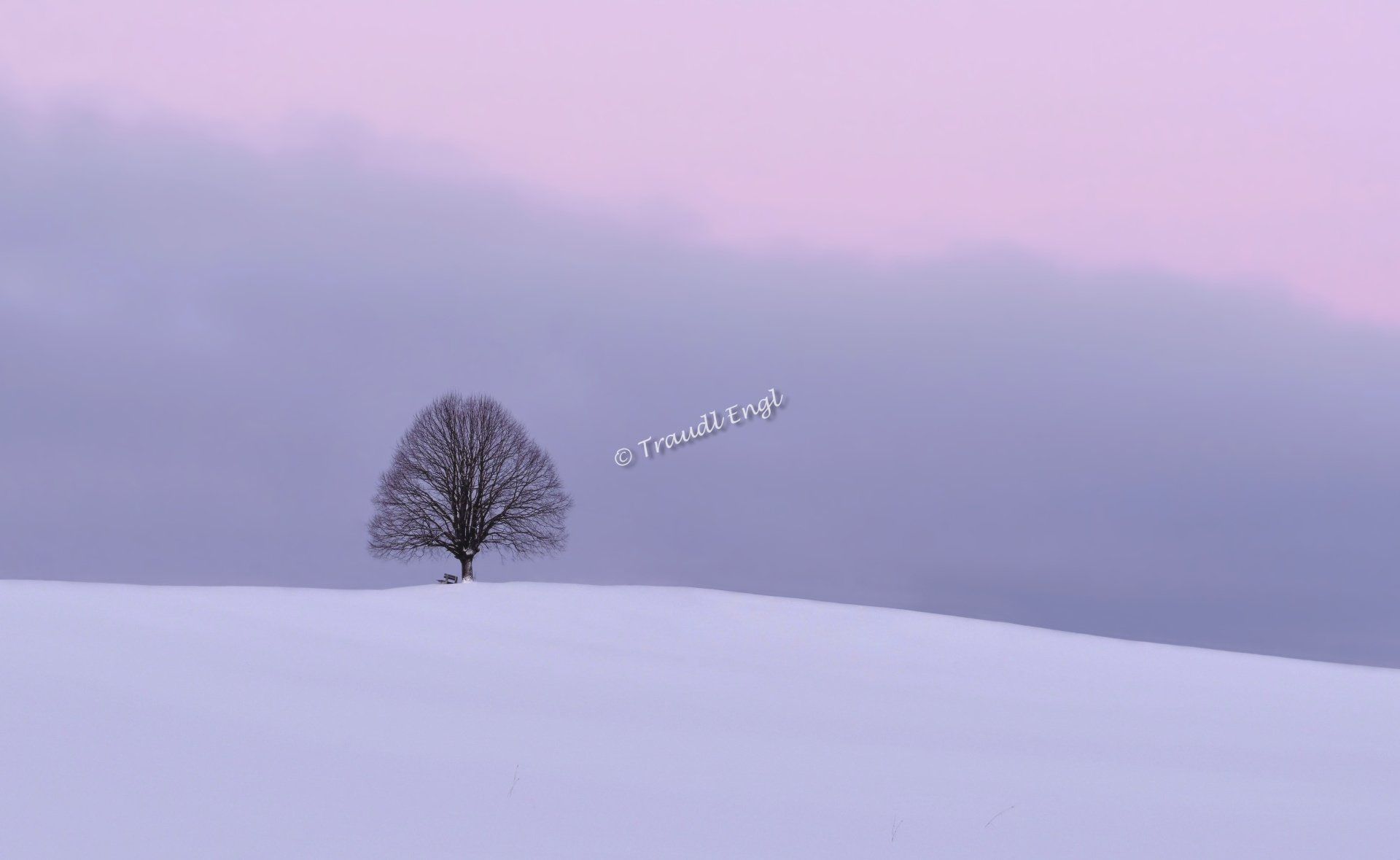 Schneelandschaft, Winterruhe, Morgenstimmung, Einsamkeit, Stille, Solitärbaum, Linde unbelaubt, Tilia, Baumsilhouette, Schnee, Traudl Engl