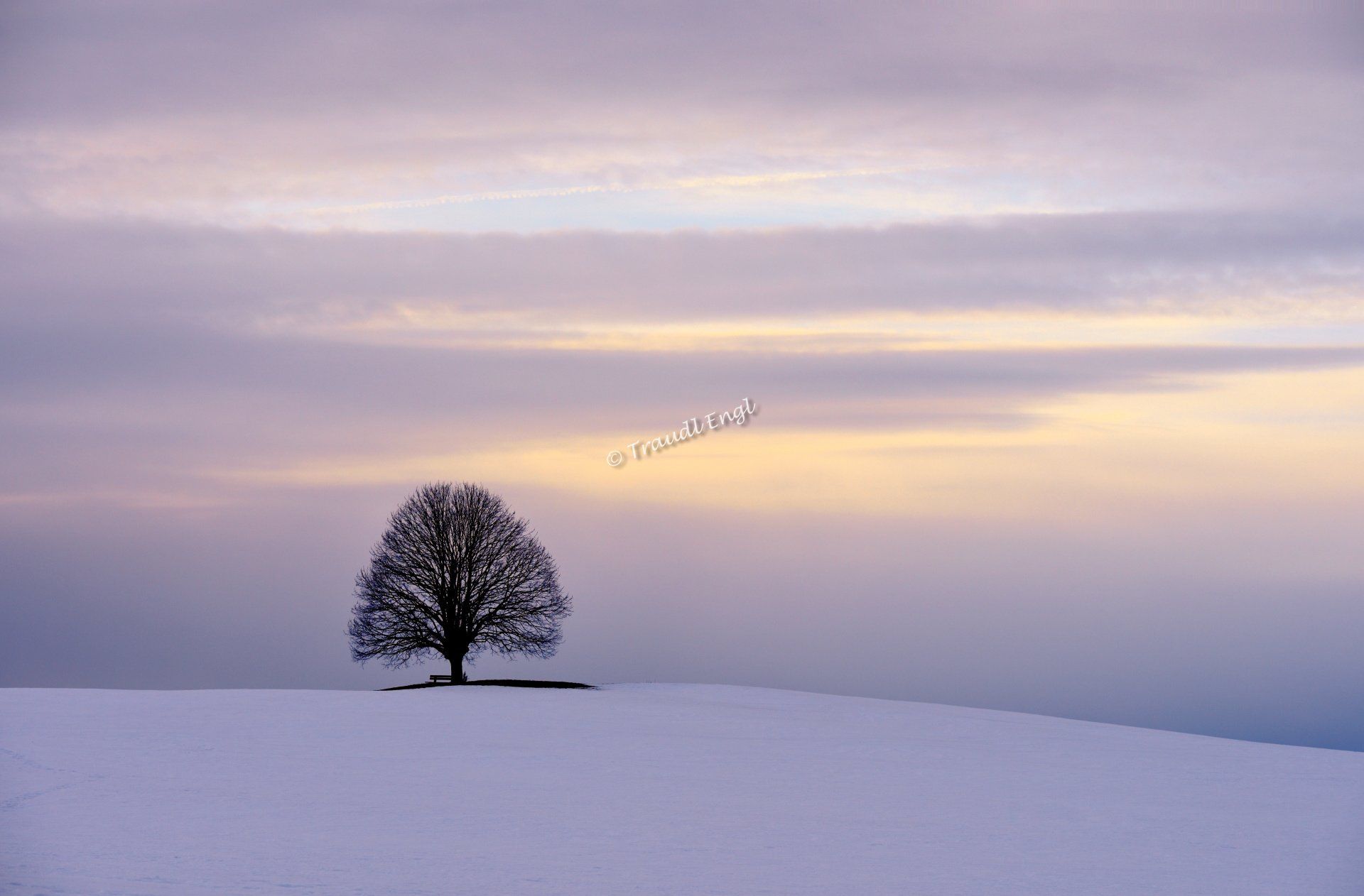 Winterlandschaft, Abendstimmung, Winterruhe, Einsamkeit, Stille, Solitärbaum, Linde unbelaubt, Tilia, Baumsilhouette,Schnee, Winterkälte, Traudl Engl