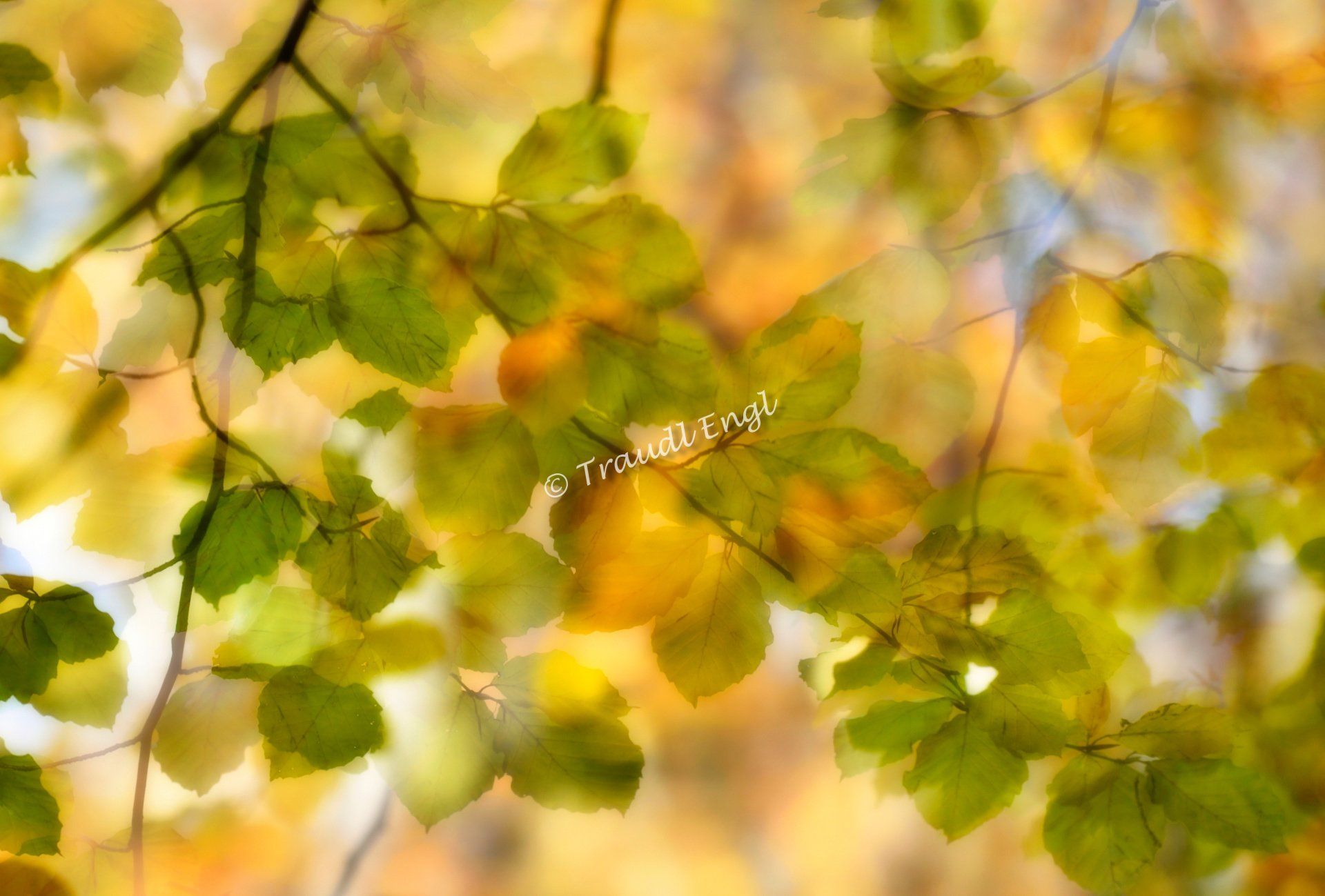 Herbstlicht, Buche belaubt, Buchenzweige abstrakt,  Fagus, Traudl Engl