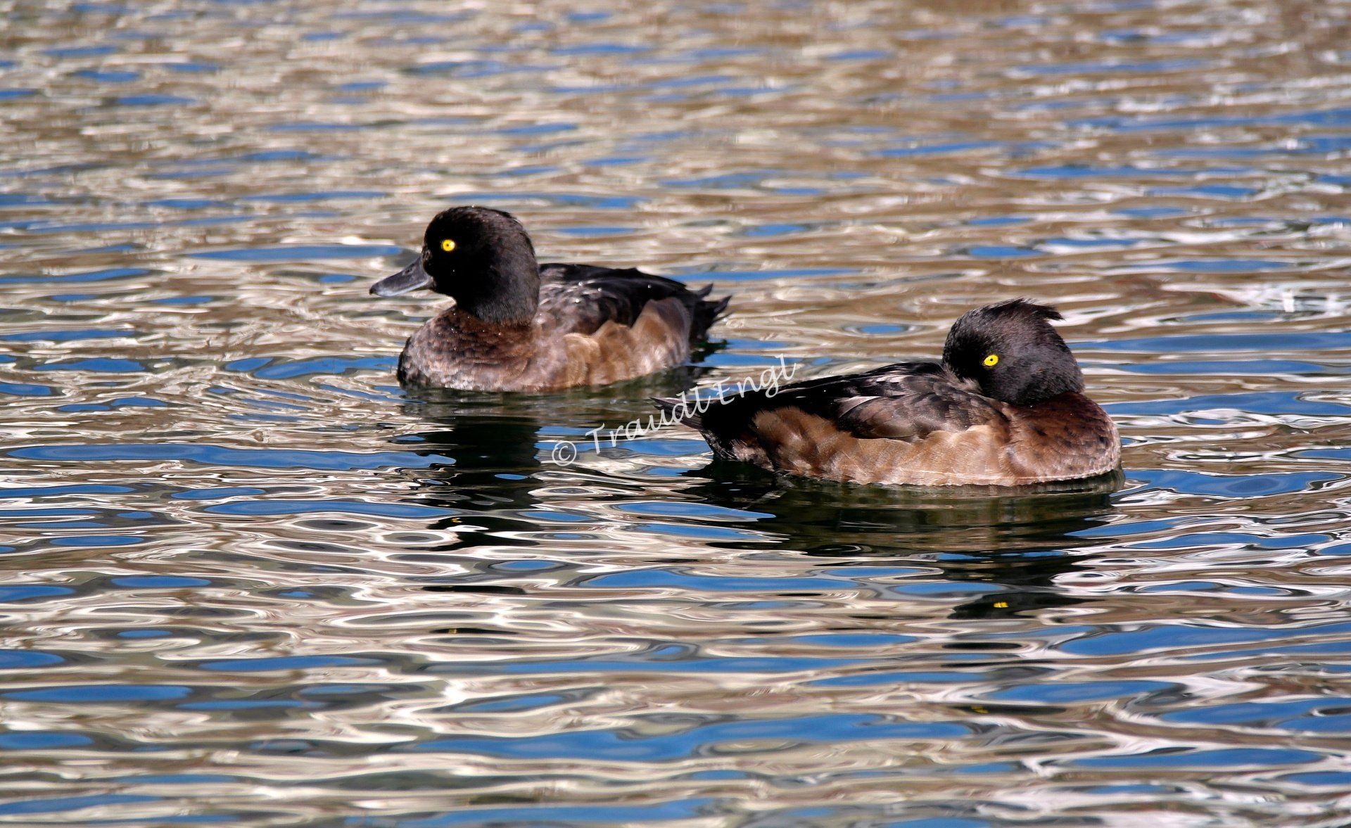 Enten, Reiherenten weiblich, Tauchenten, Entenvögel, Aythya fuligula, Traudl Engl