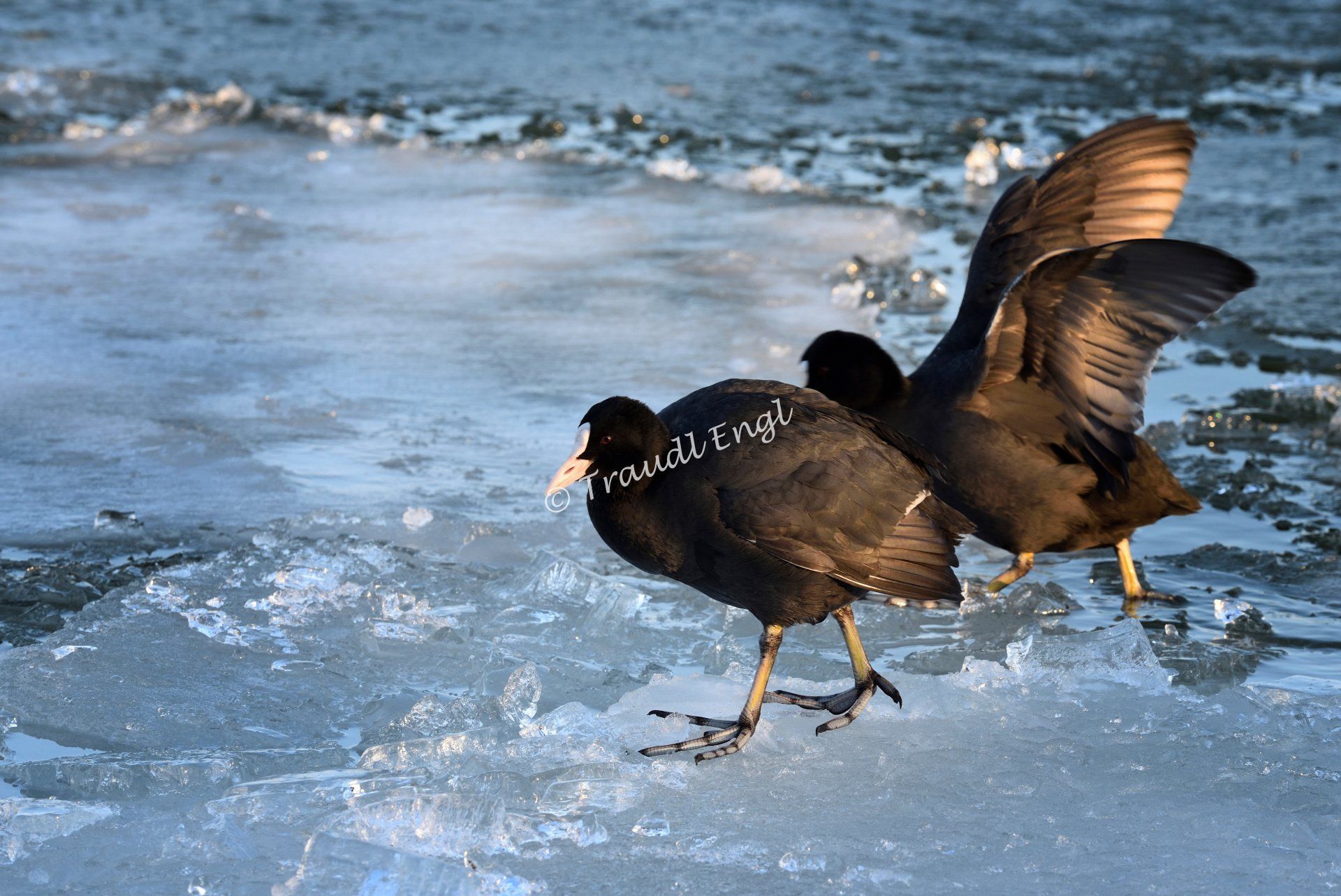 Blässhühner auf Eisschollen, Fulica atra, Rallenvögel, Wasservögel, Federwild,
