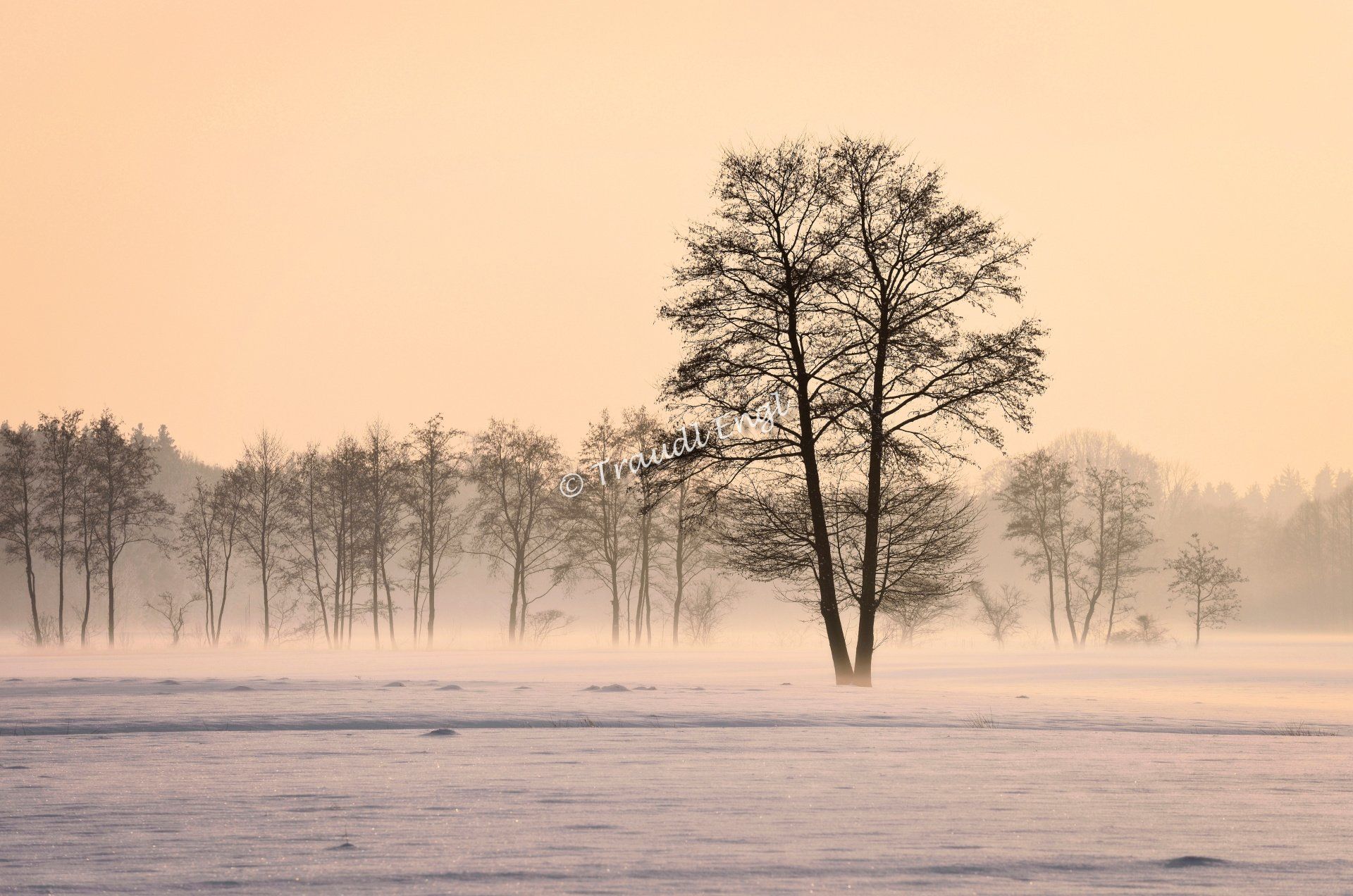 Winterlandschaft, Nachmittagssonne, Wintersonne, Bodennebel, Wiesen schneebedeckt, Bäume unbelaubt, Winterstimmung, Winterlicht, Traudl Engl
