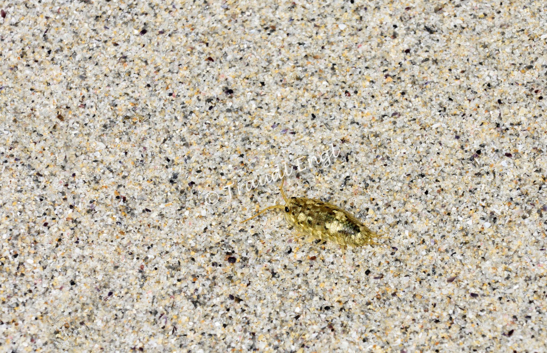 Meeresassel, Idotea, Sandstrand Detail, Traudl Engl