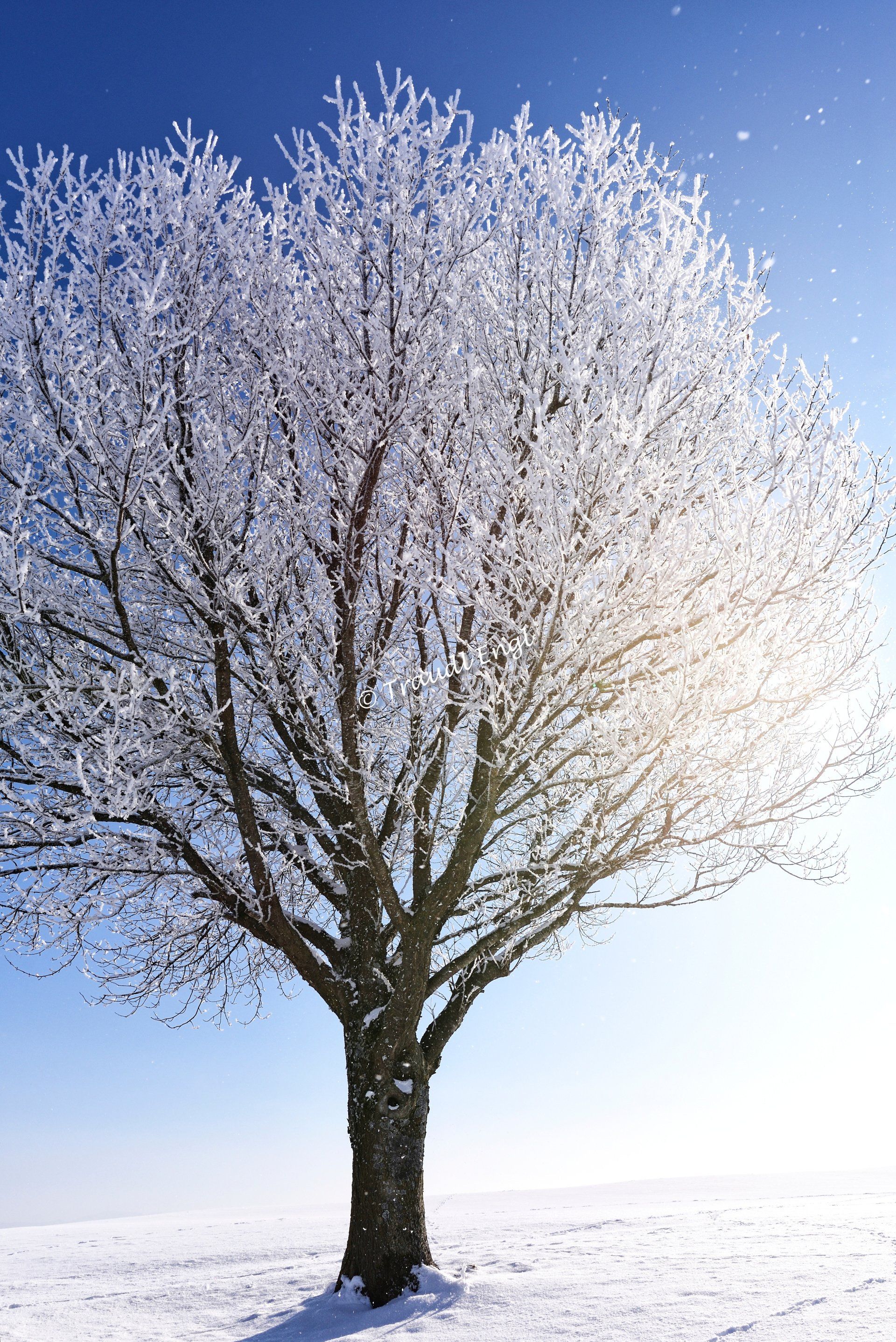 Winter, Kirschbaum mit Raureif überzogen, Frost, Winterkälte, Schnee, Traudl Engl