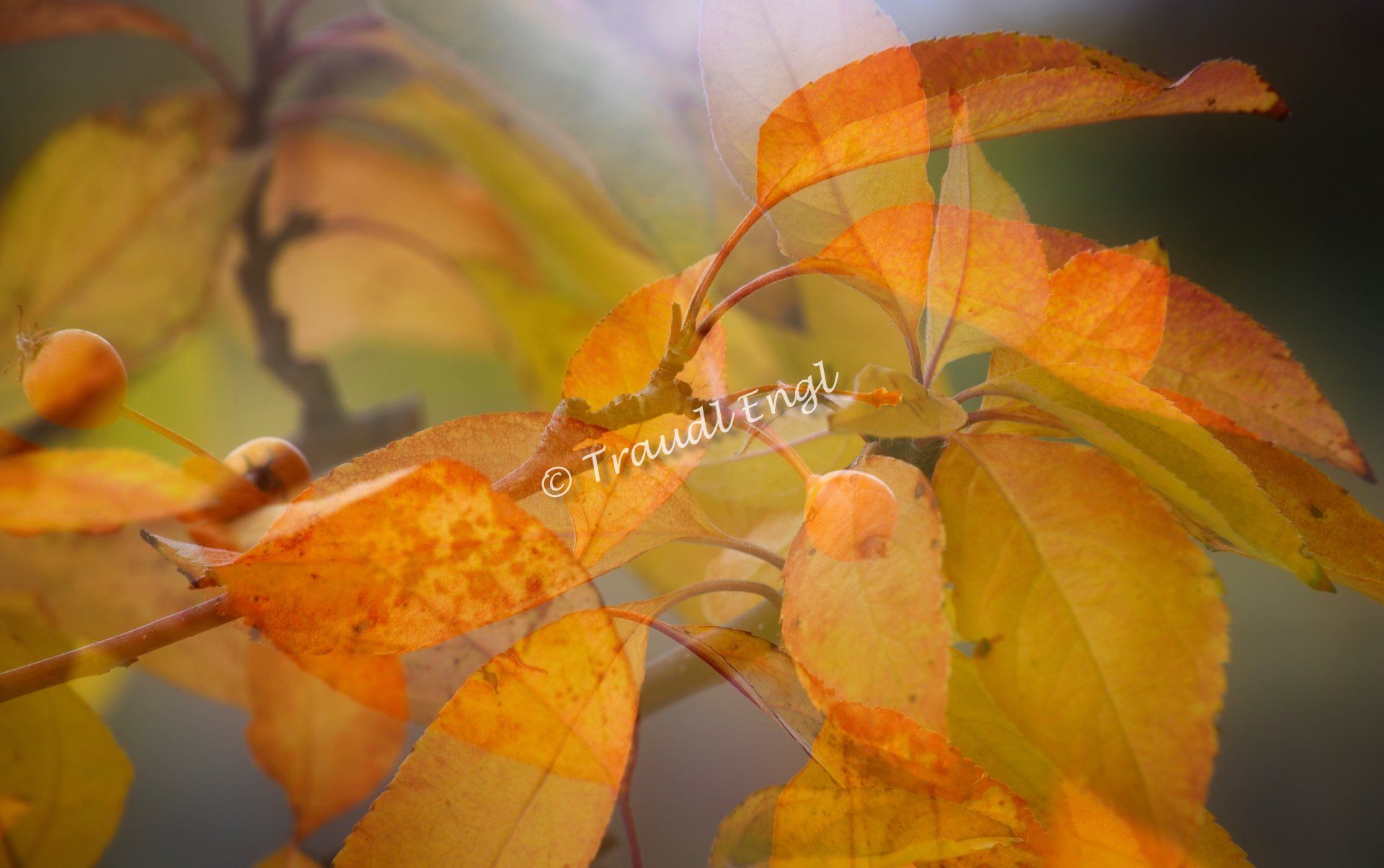 Herbstfärbung, Herbstlaub, Zierapfelbaum Detail, Malus, bunte Blätter, Herbstlaub abstrakt, Traudl Engl