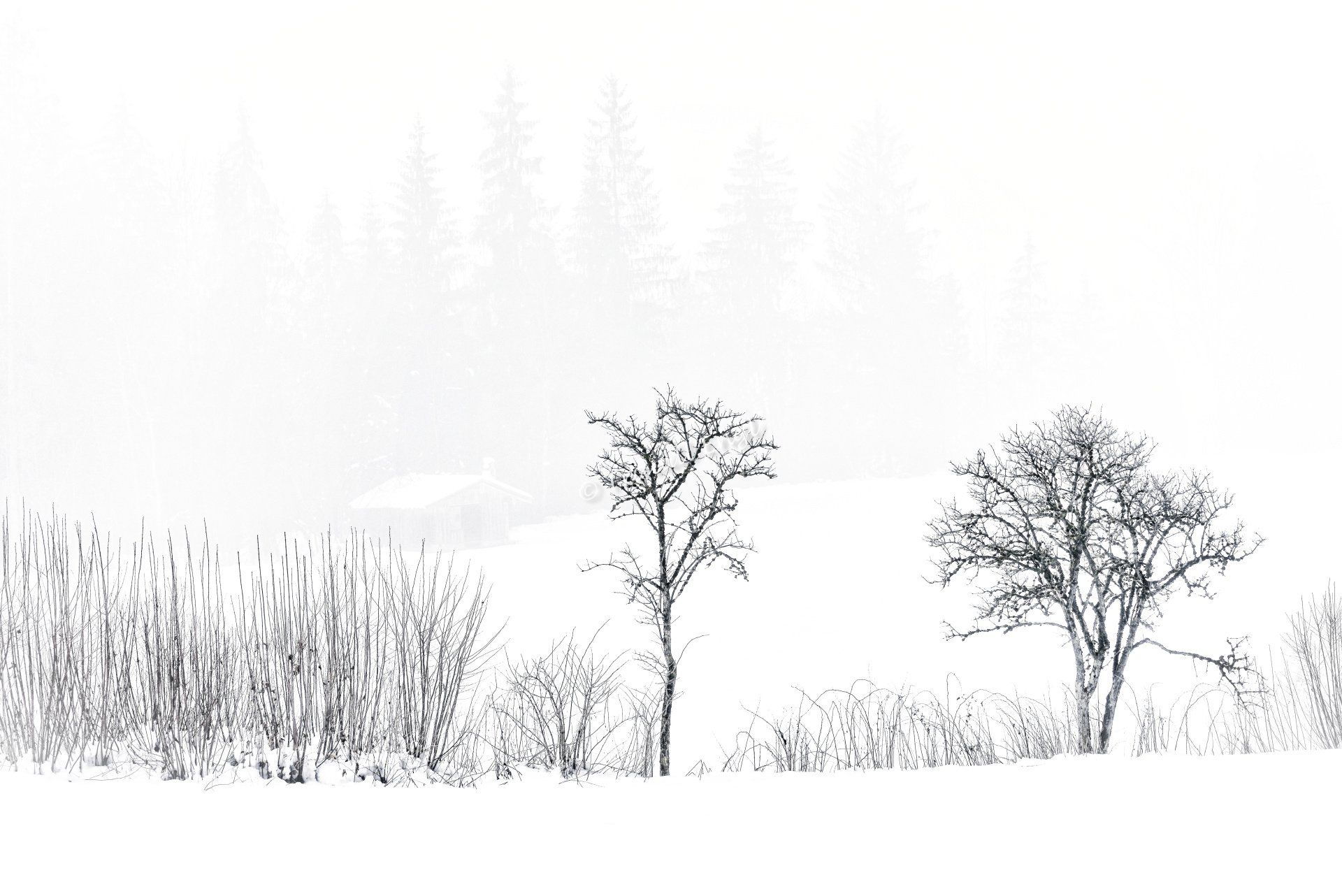 Winterlandschaft im Nebel, Winterkälte, Nebel, Flurgehölze, Holzhütte, Schnee, Traudl Engl