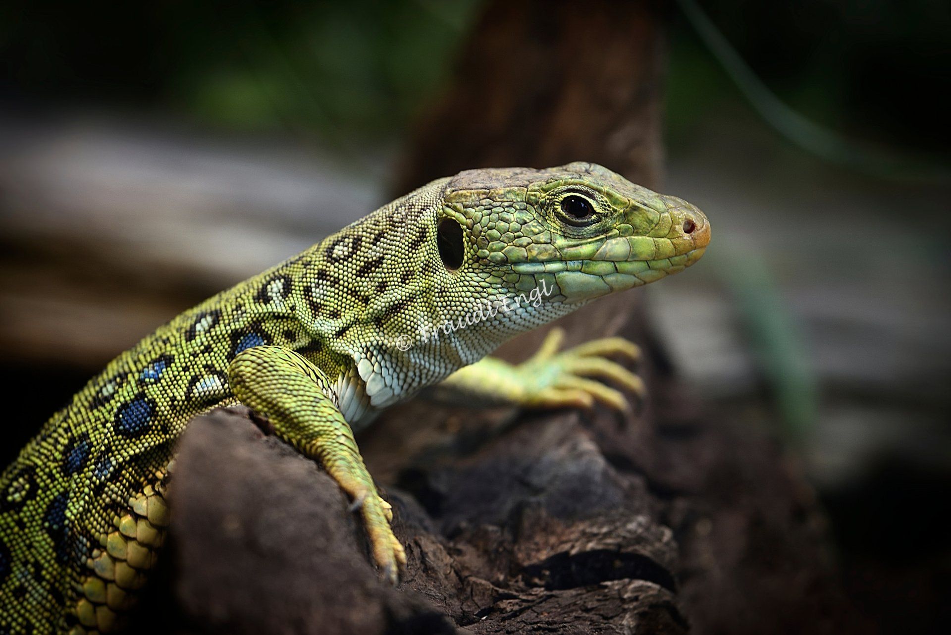 Eidechse, Perleidechse, Jungtier, Lacertinae, Timon lepidus, Zoo Salzburg, Österreich, Traudl Engl