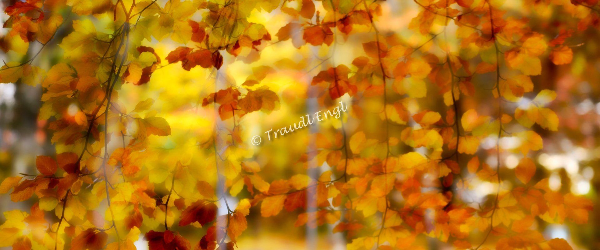 Herbstfärbung, Herbstlicht, bunter Herbst, Buchenzweige bunt, buntes Herbstlaub, Buche belaubt, Buche abstrakt, Fagus, Traudl Engl