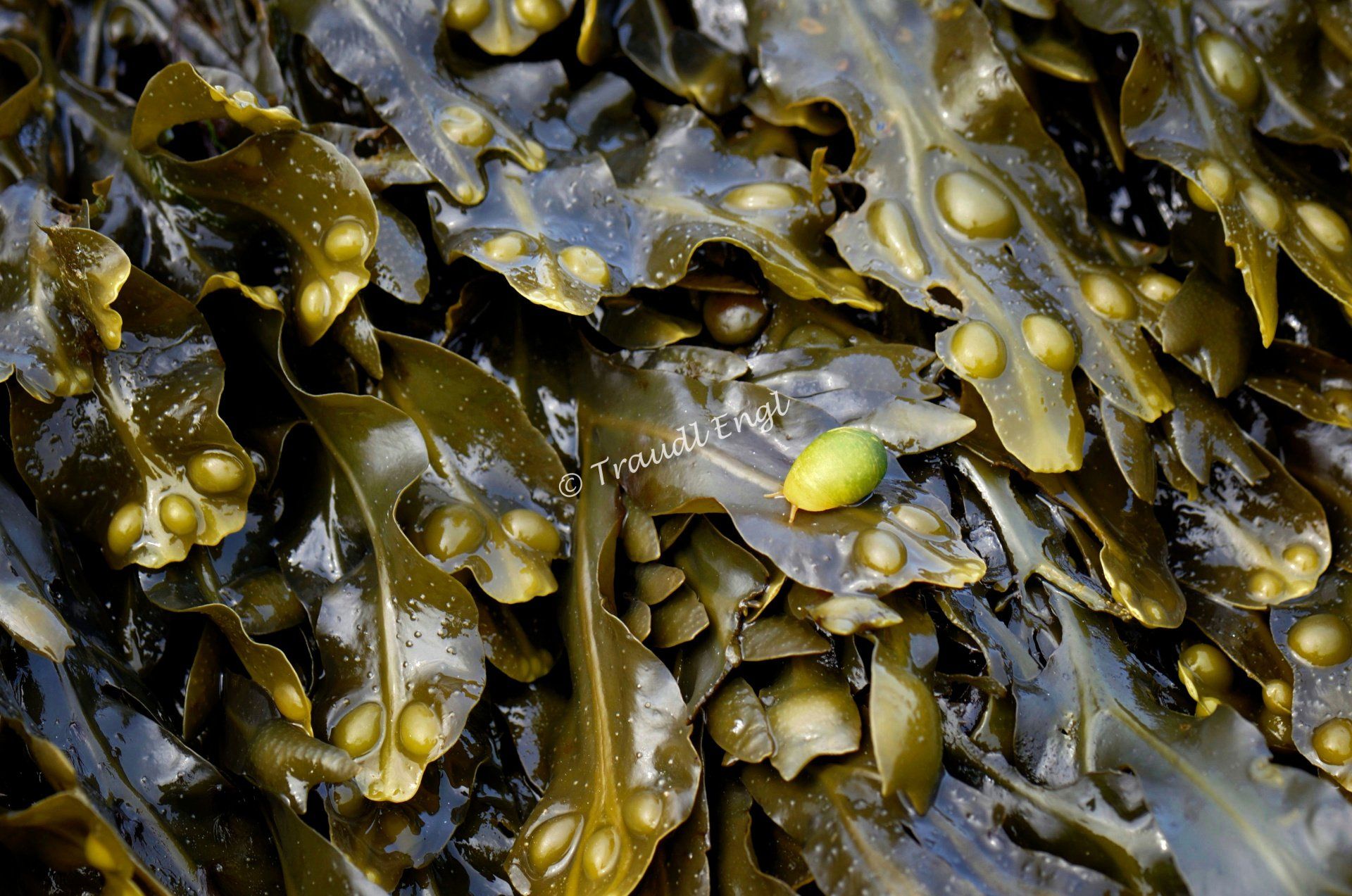 Meerespflanzen, Algen, Blasentang, Fucus vesiculosus, Großalge, Seetang, Schnecke, Traudl Engl