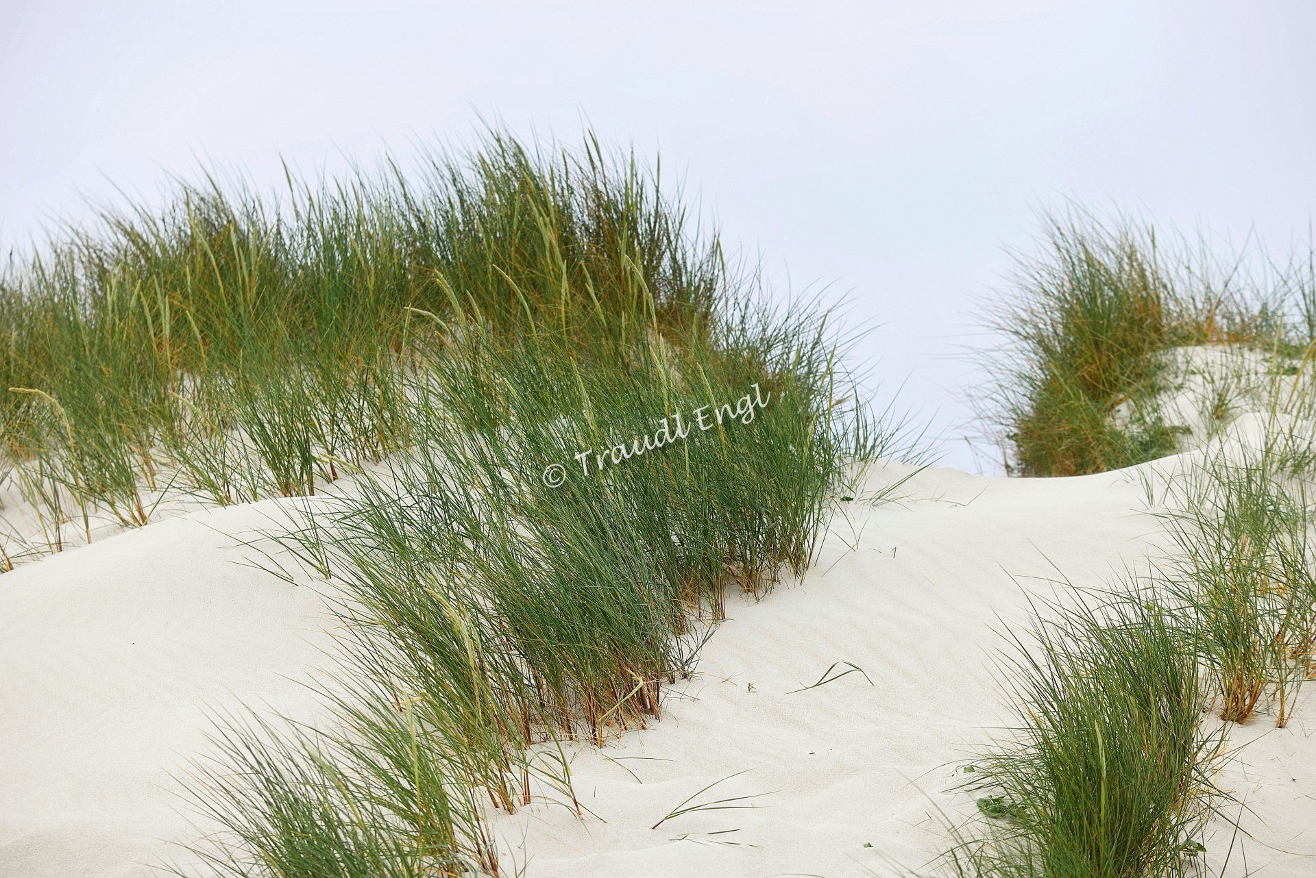 Meeresstrand Detail, Sanddüne, Düne, Dünengras, Dünenbewuchs, Traudl Engl