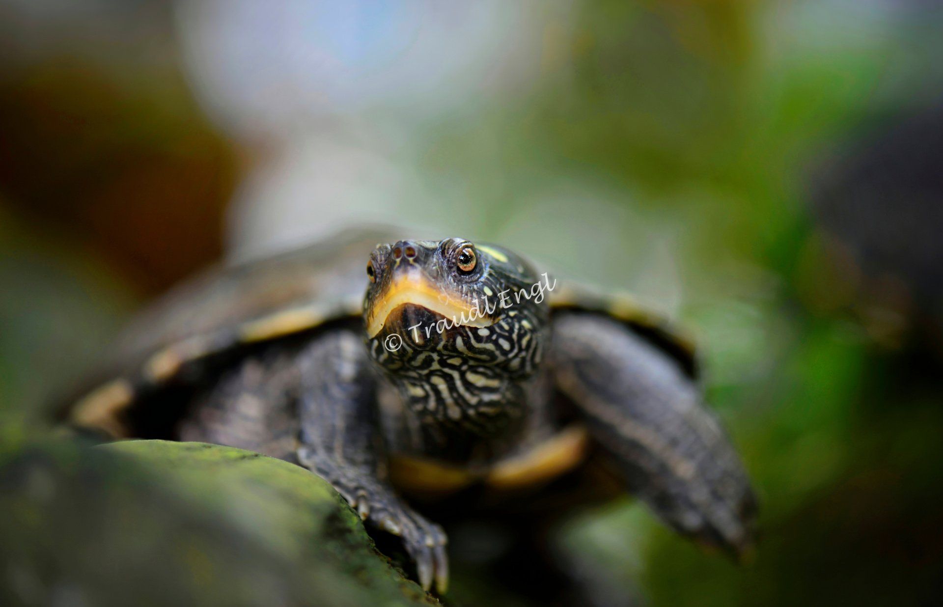Schildkröte im Wasser, Zierschildkröte, Testudinata, Reptil, Traudl Engl