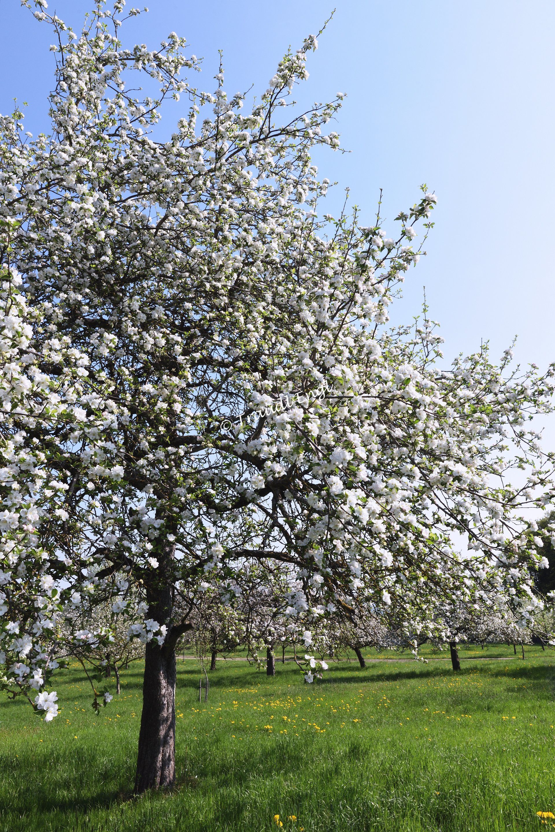 Obstbaum blühend, Frühlingsblüte, Blütenbaum, Frühling, Traudl Engl