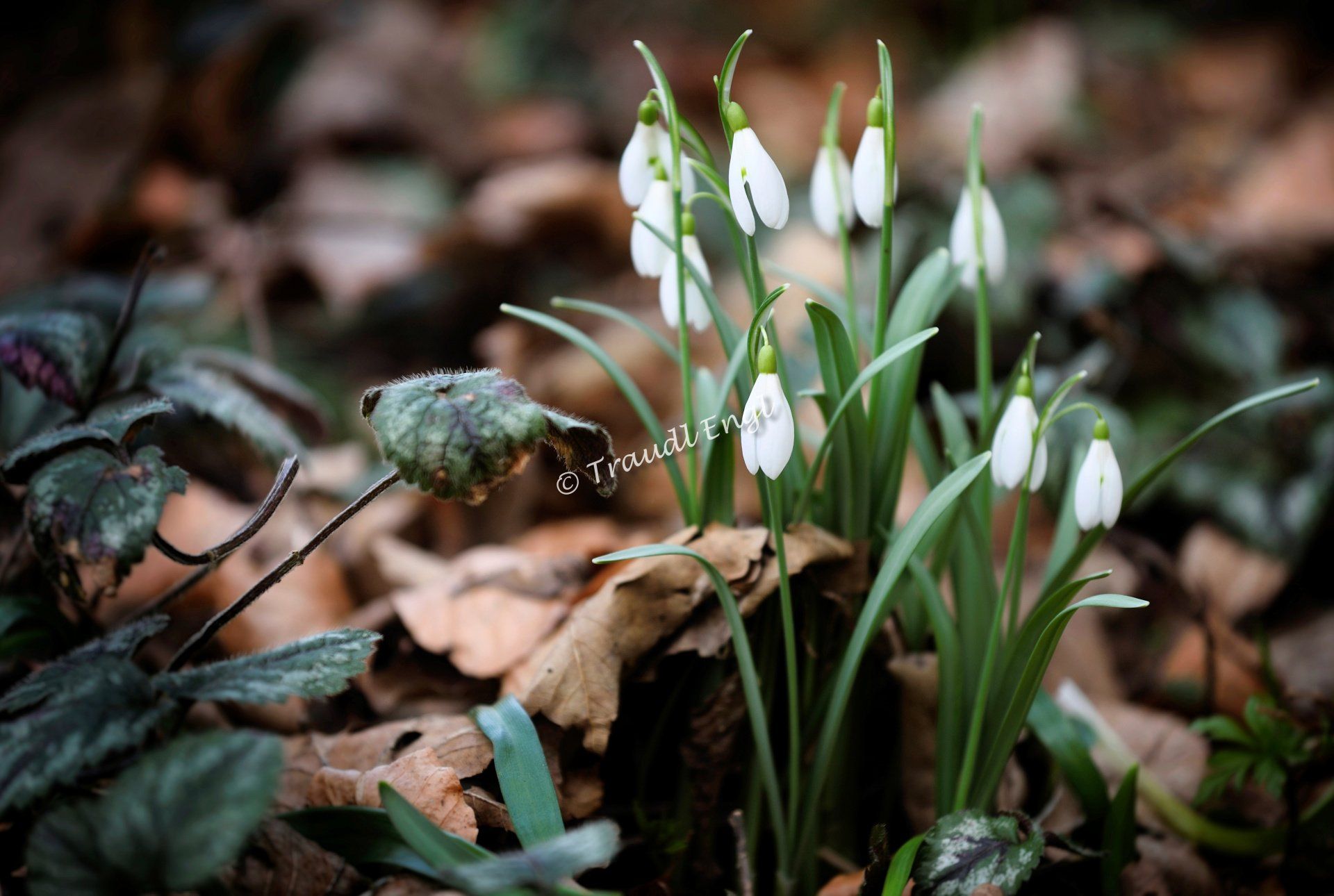 Schneeglöckchen, Frühjahrsblüher, Galanthus, Blütenpflanzen, Giftpflanzen, Traudl Engl