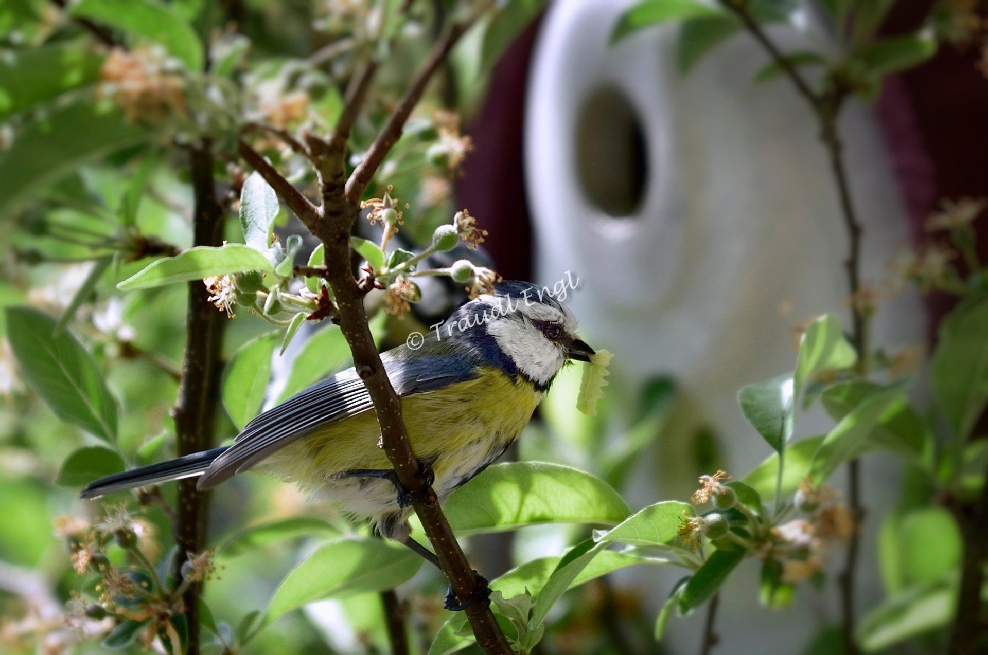 Blaumeise, Meise vor dem Nistkasten, Cyanistes caeruleus, Singvogel, Traudl Engl