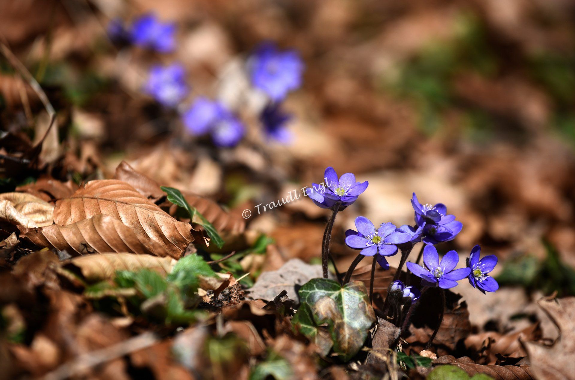 Leberblümchen, Hepatica nobilis, Frühlingsblüher, Blütenpflanze blau-violett, Wildpflanzen, Traudl Engl