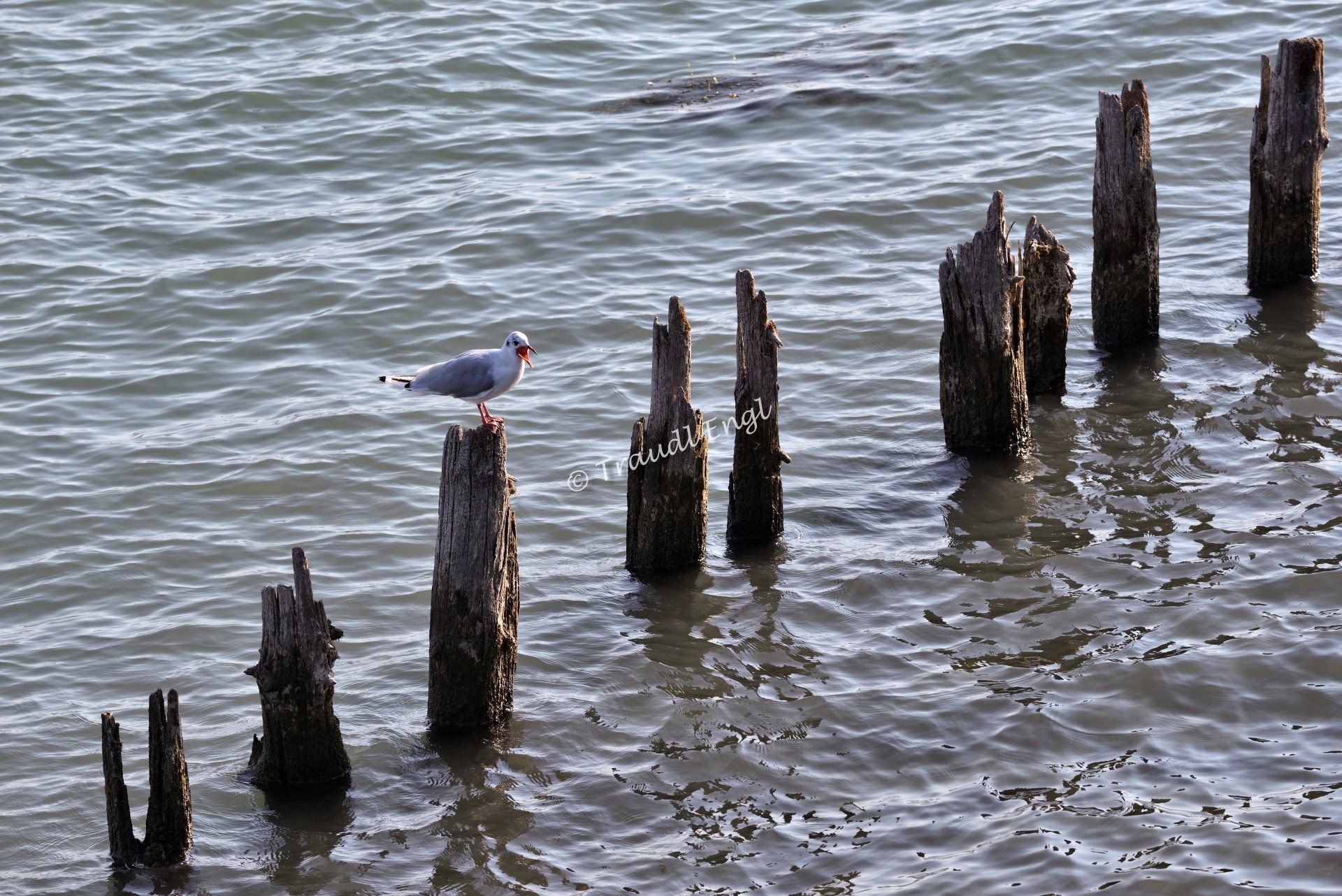 Gewässer, Holzpfosten im See, Lachmöwe rufend, rufende Möwe, Traudl Engl