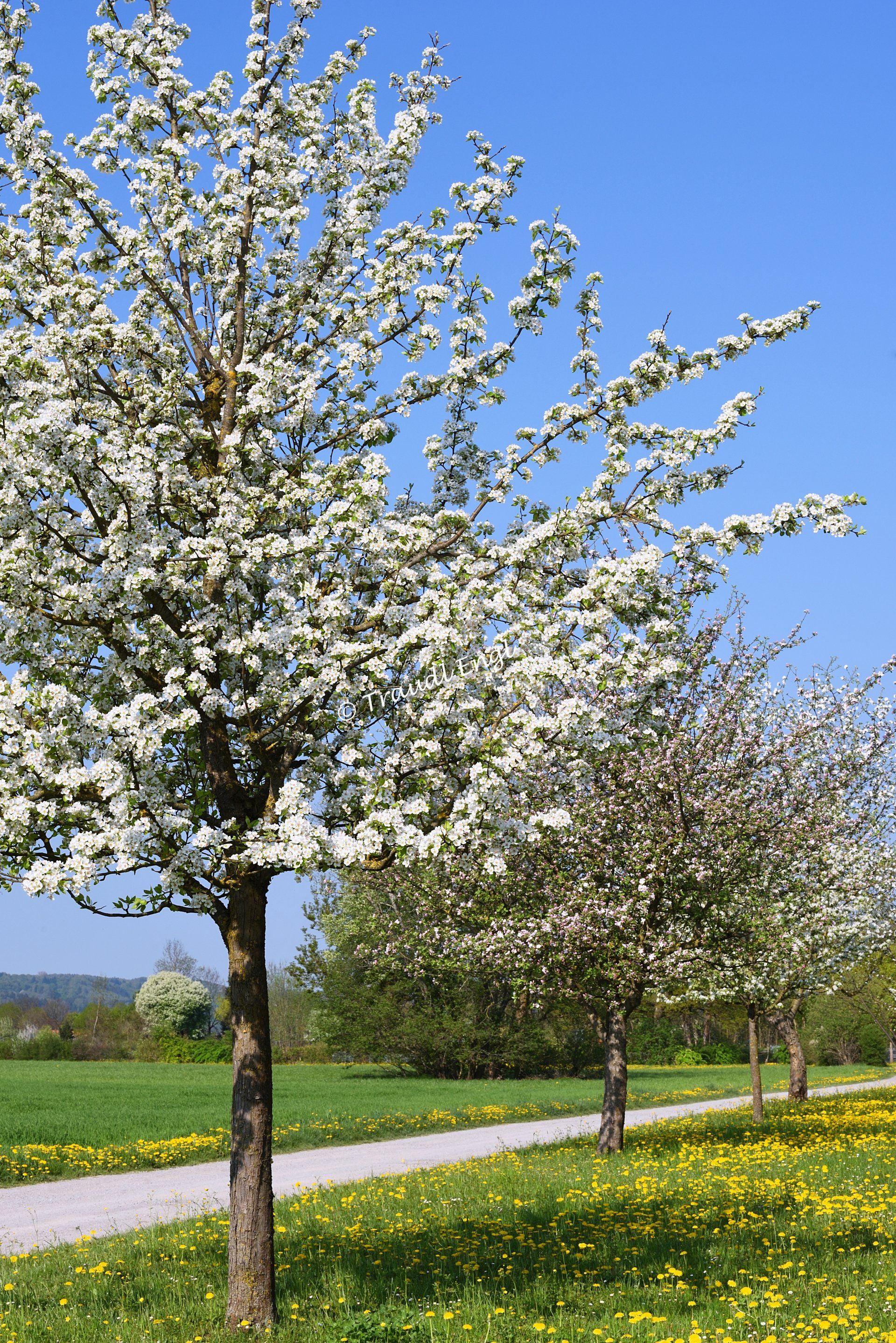 Obstbäume blühend, Frühlingsblüte, Blütenbäume, Frühling, Frühlingsgrün, Traudl Engl