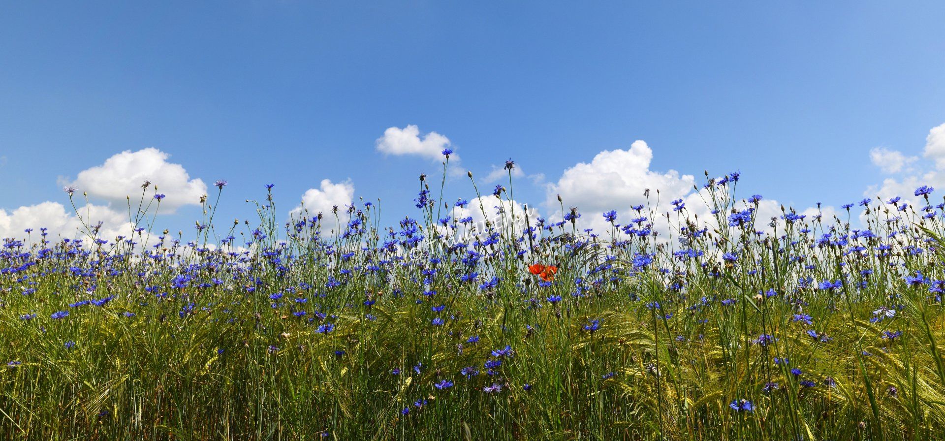 Gerstenfeld mit Kornblumen, Getreidefeld, Kornblumen, Cyanus segetum, Wildblumen, Sommerblüher, Blütepflanzen blau, Traudl Engl
