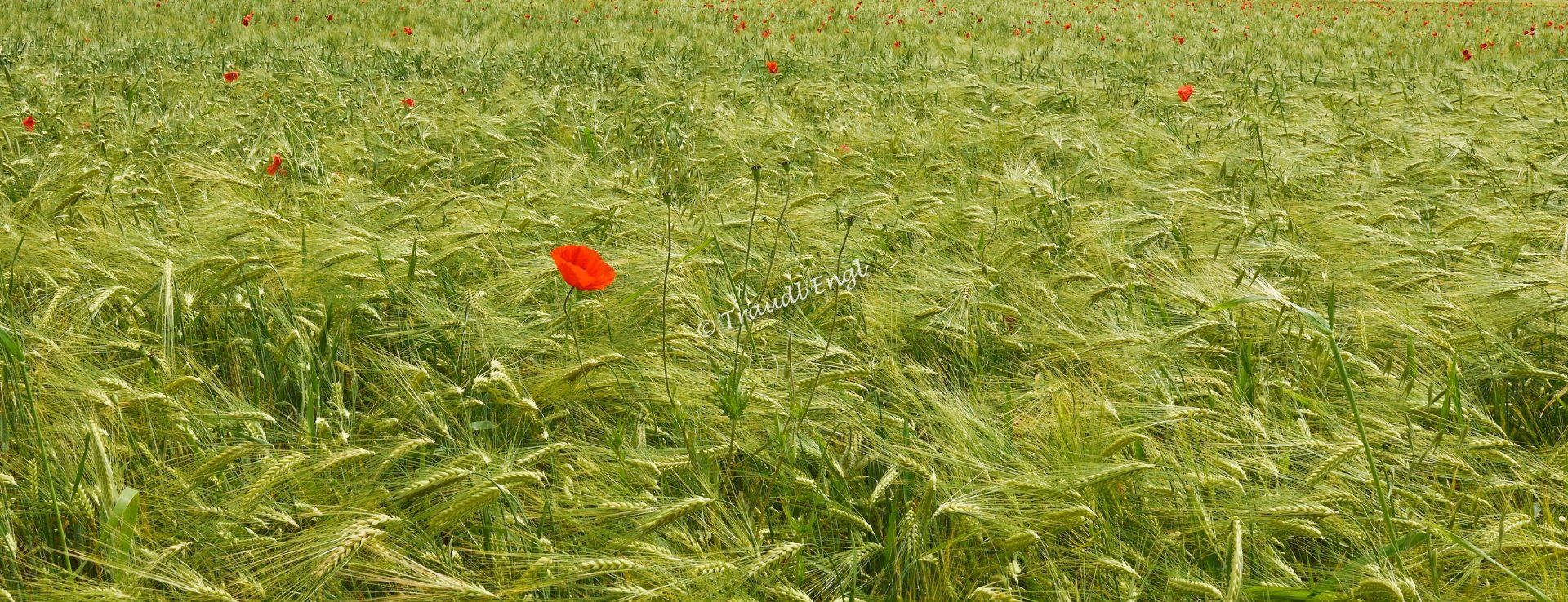 Gerstenfeld, Kornfeld, Getreidefeld mit Mohnblumen, Klatschmohn, Papaver rhoeas, Wildblumen, Traudl Engl