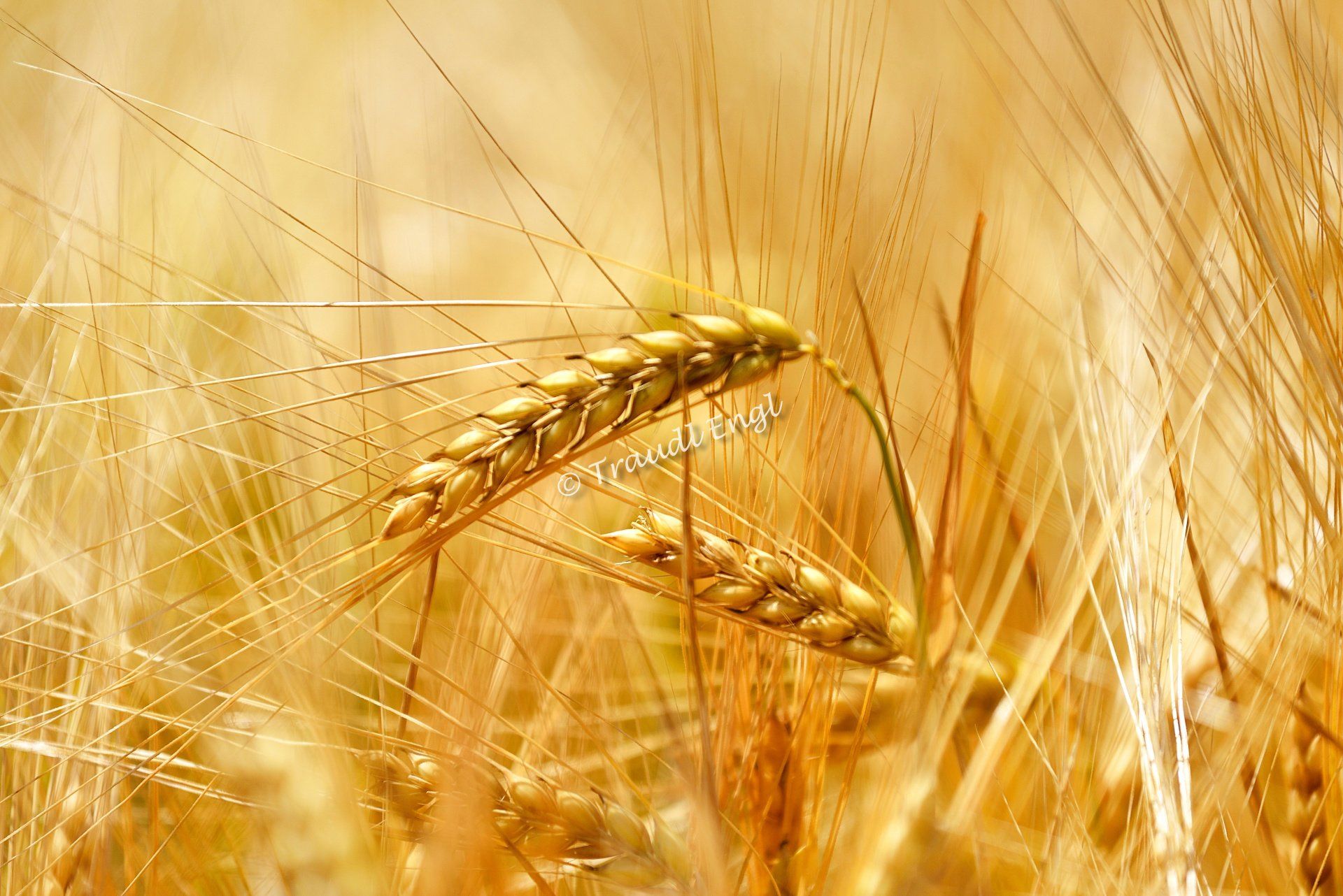 Gerstenfeld, Getreidefeld Detail, reifes Kornfeld, Gerste goldgelb, reife Getreideähren, Hordeum vulgare, Süßgräser, Nutzpflanzen, Traudl Engl