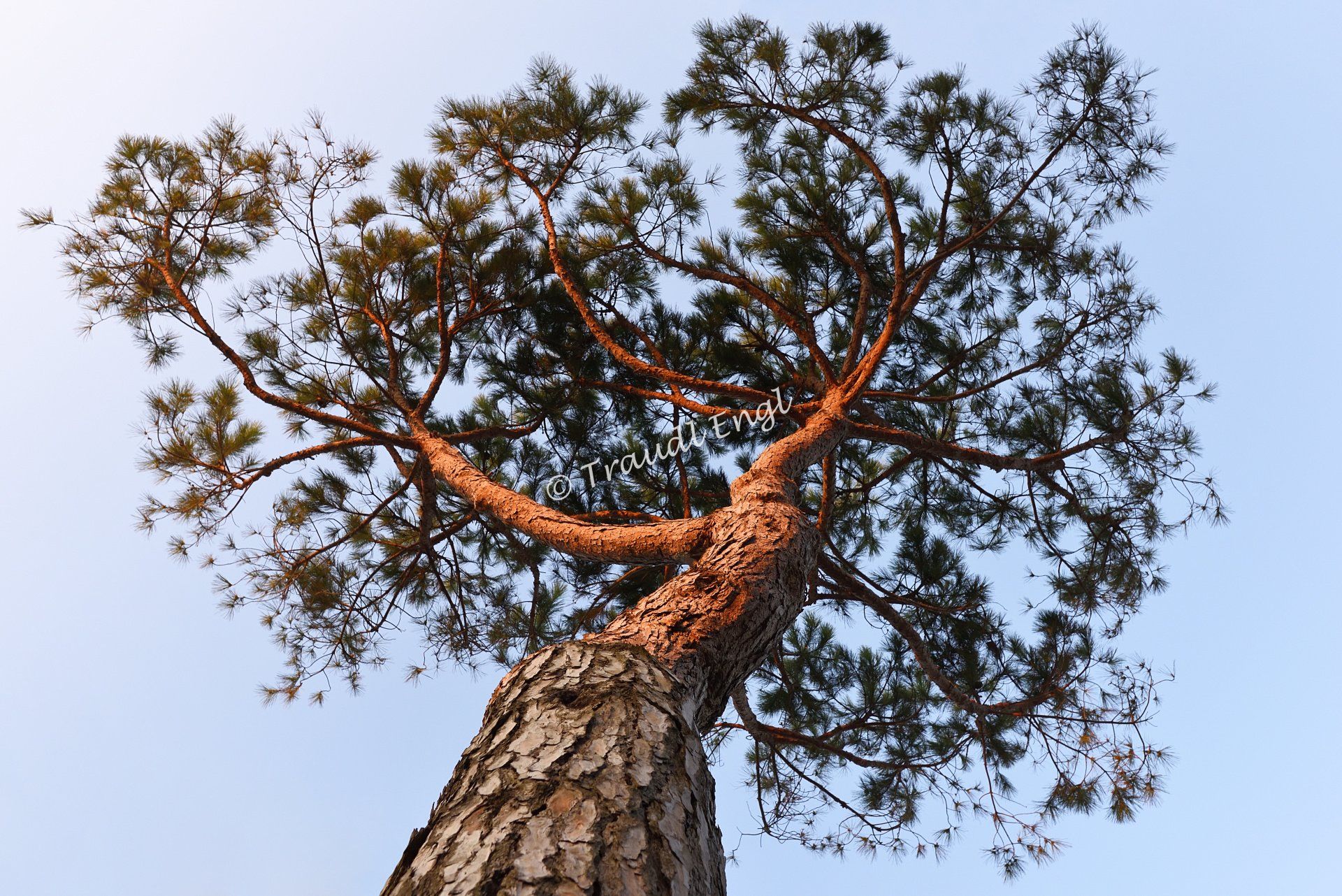 Pinie im Abendlicht, Abendsonne, Kieferngewächs, Konifere, Nadelbaum,  Pinus pinea, Traudl Engl