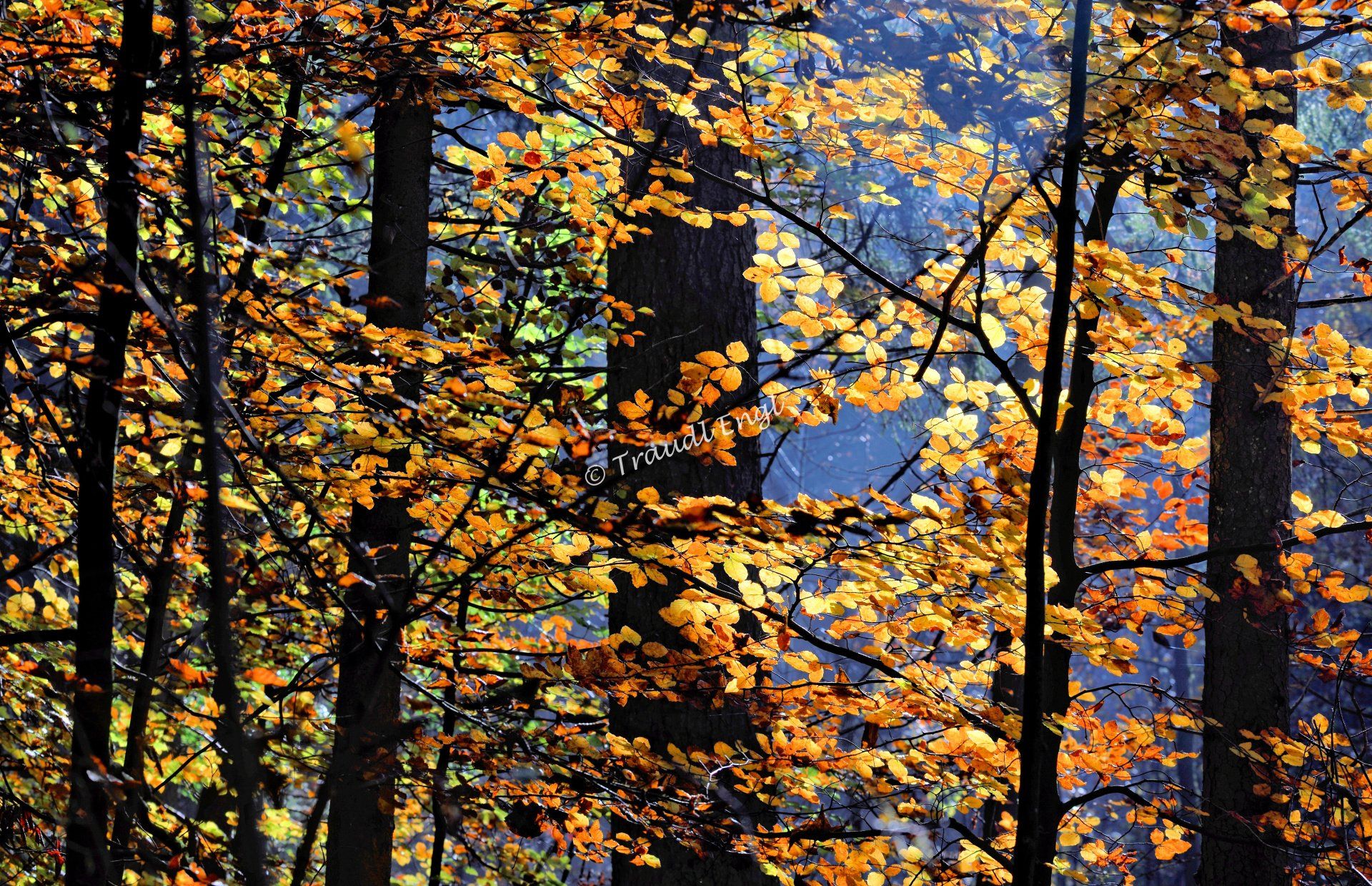 herbstliches Buchenlaub, Farbenpracht, Herbst, Farbenspiel, Herbstfärbung, Laubbäume Detail, Buchen, Fagus, Traudl Engl