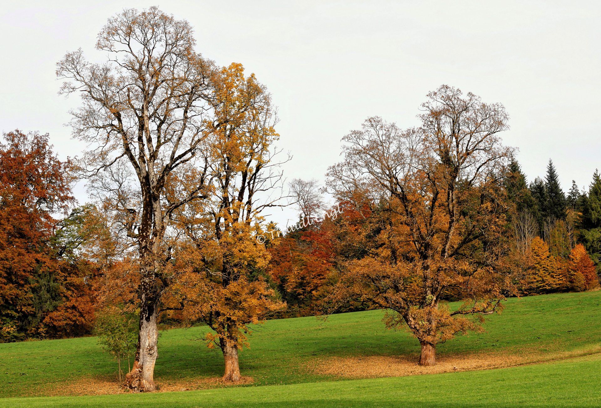 Herbstfärbung, bunte Laubbäume, Herbstwald, Farbenpracht, Herbst, Traudl Engl