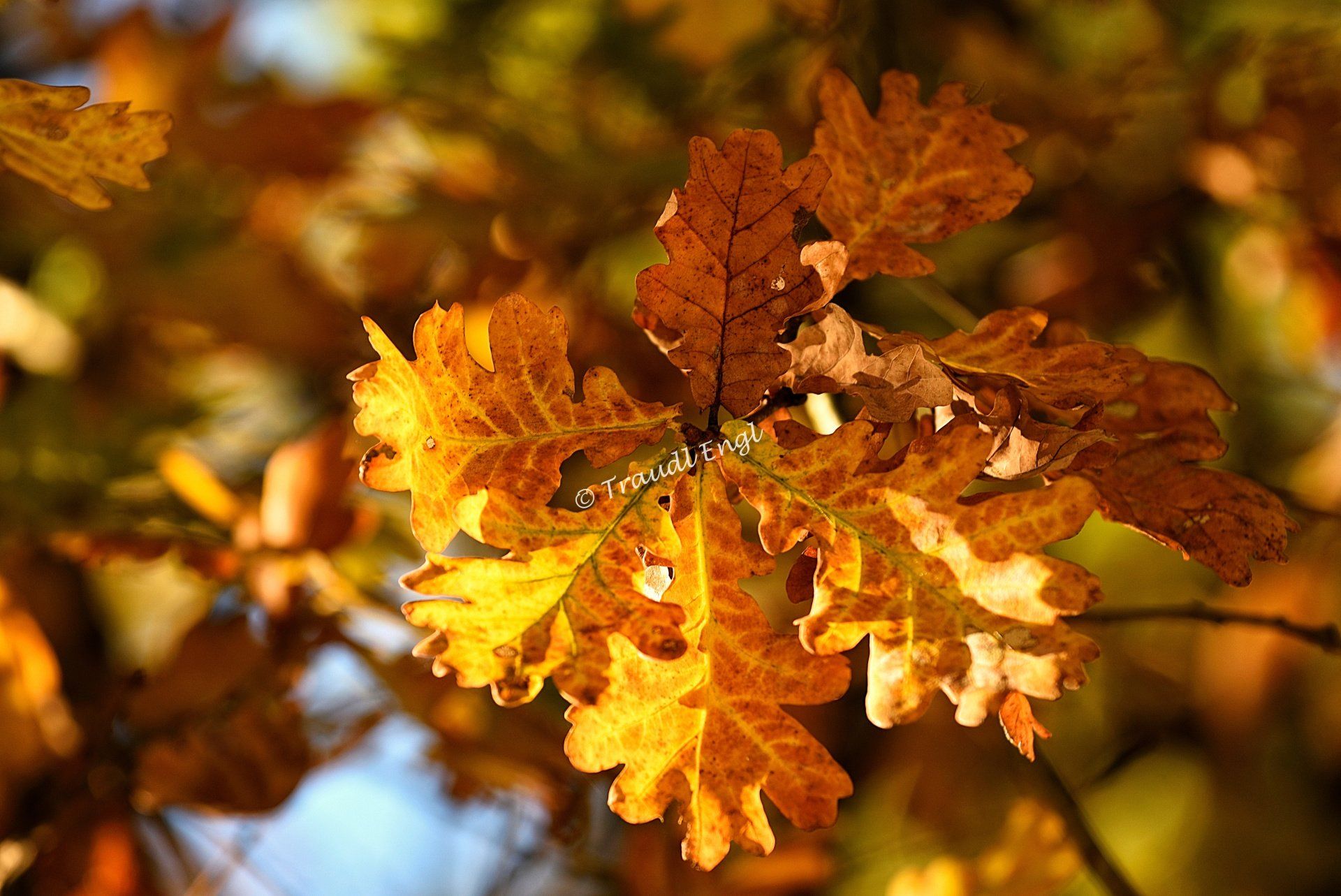 Herbstfärbung, Farbenpracht, Eichenblätter bunt, Eiche, Quercus, Herbst, Herbstsonne, Traudl Engl