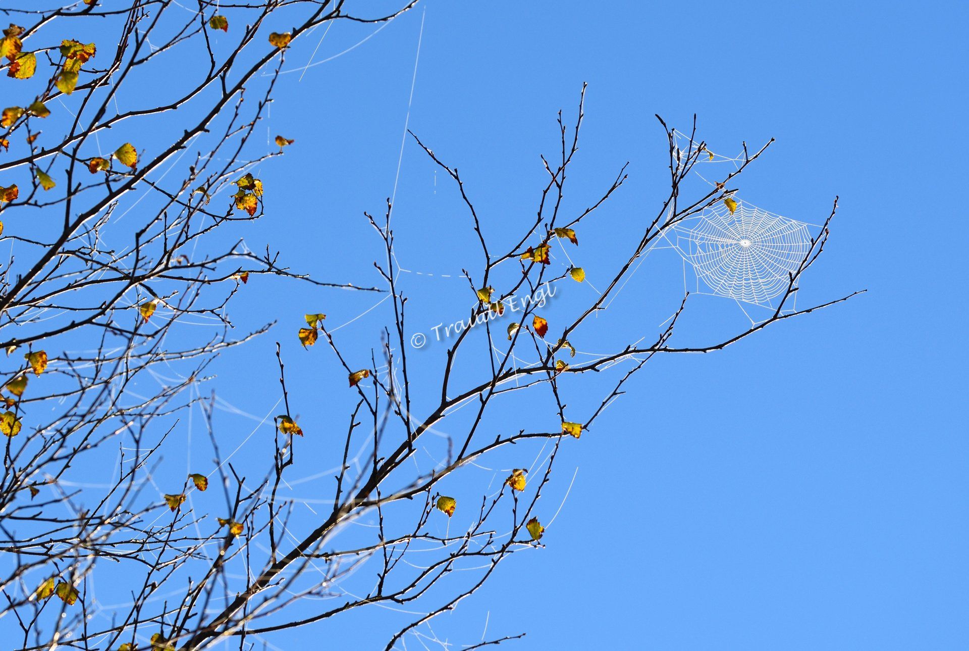 Spätherbst, Herbstzweige mit Spinnennetz, Spinnennetz  mit Raureif überzogen, weißes Spinnennetz, Traudl Engl