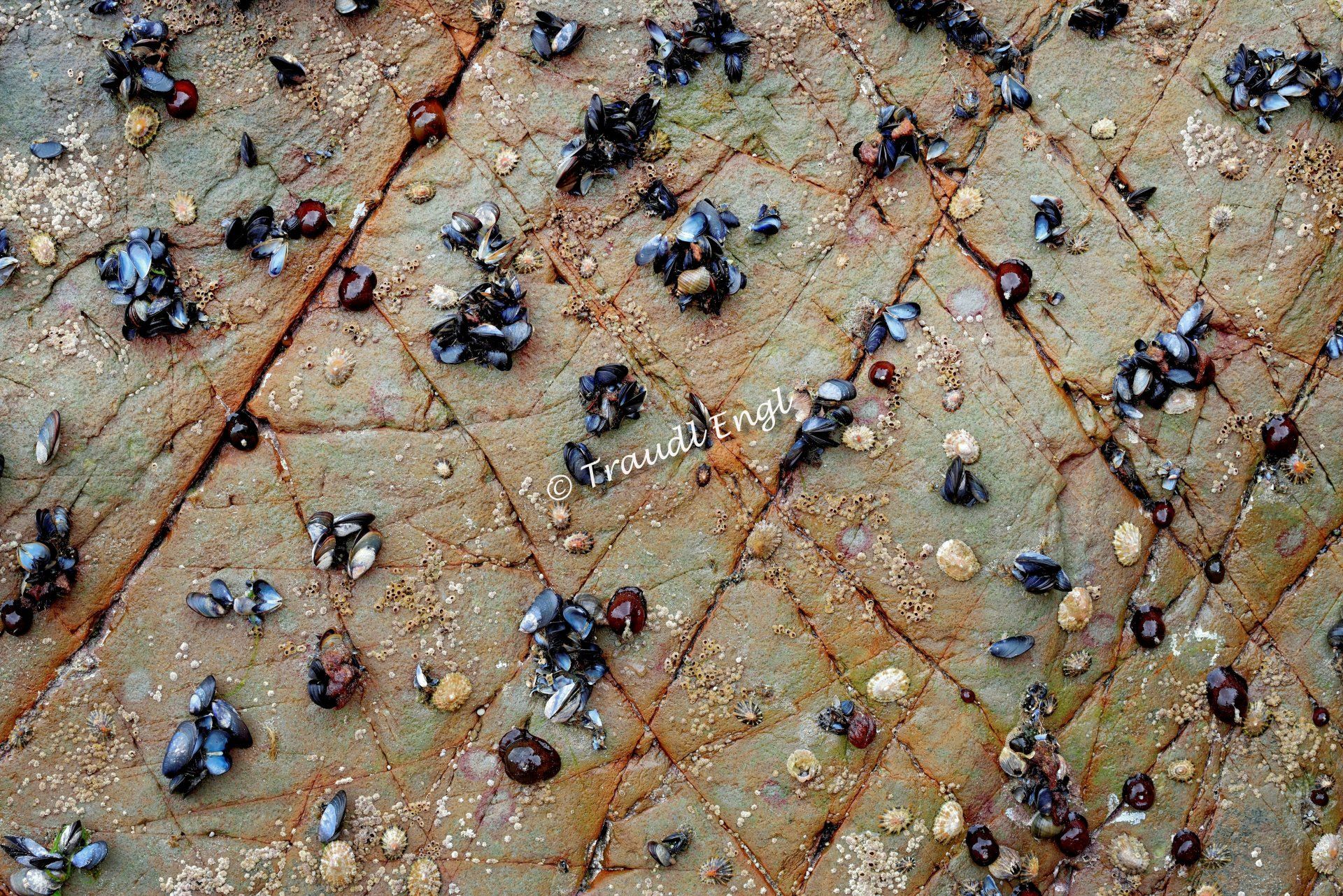 Meeresfelsen Detail, Granitfels gefurcht, Meerestiere, Muschelanlagerungen, Mytilidae, Miesmuscheln, Napfschnecken, Patellidae, Pflanzenanlagerungen, Seepocken, Traudl Engl
