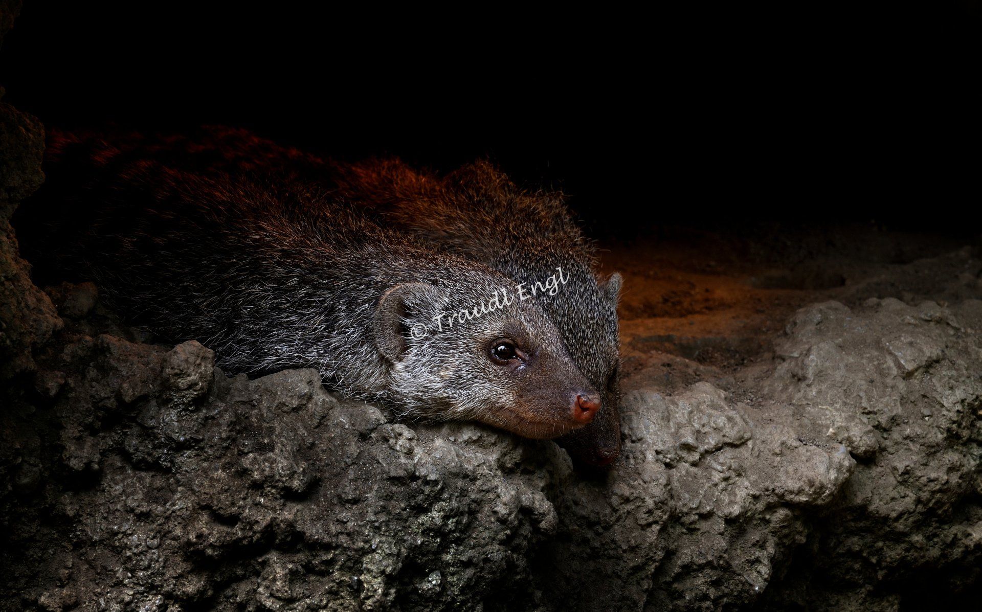 Mangusten, Zebramangusten, Mungos mungo, Raubtiere, Zoo Salzburg, Österreich, Europa, Traudl Engl