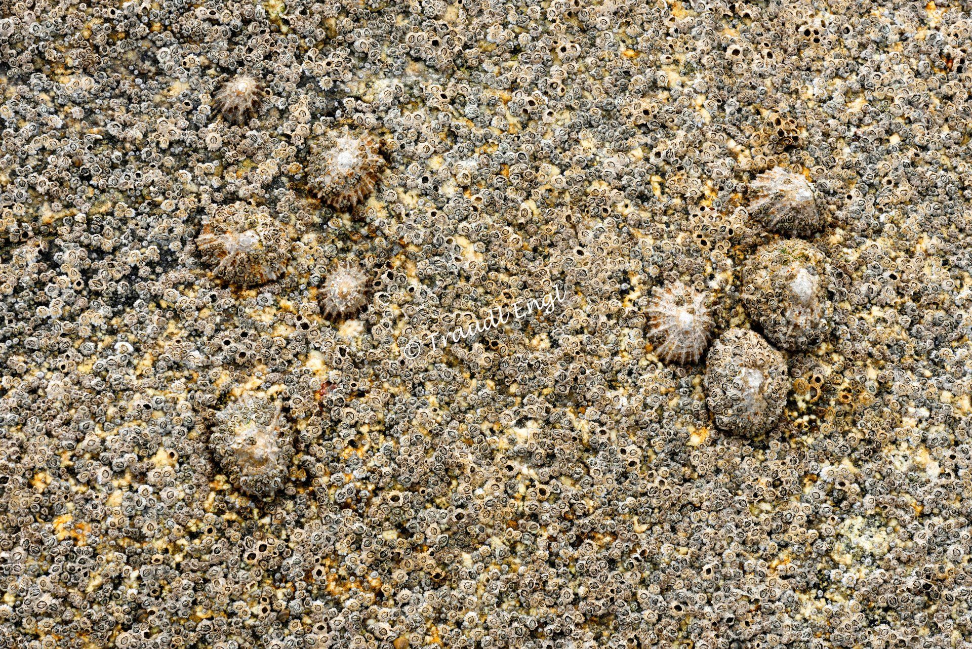 Granitfelsen Detail, Granitgestein, Napfschnecken, Patellidae, Schnecken, Seepocken, Traudl Engl