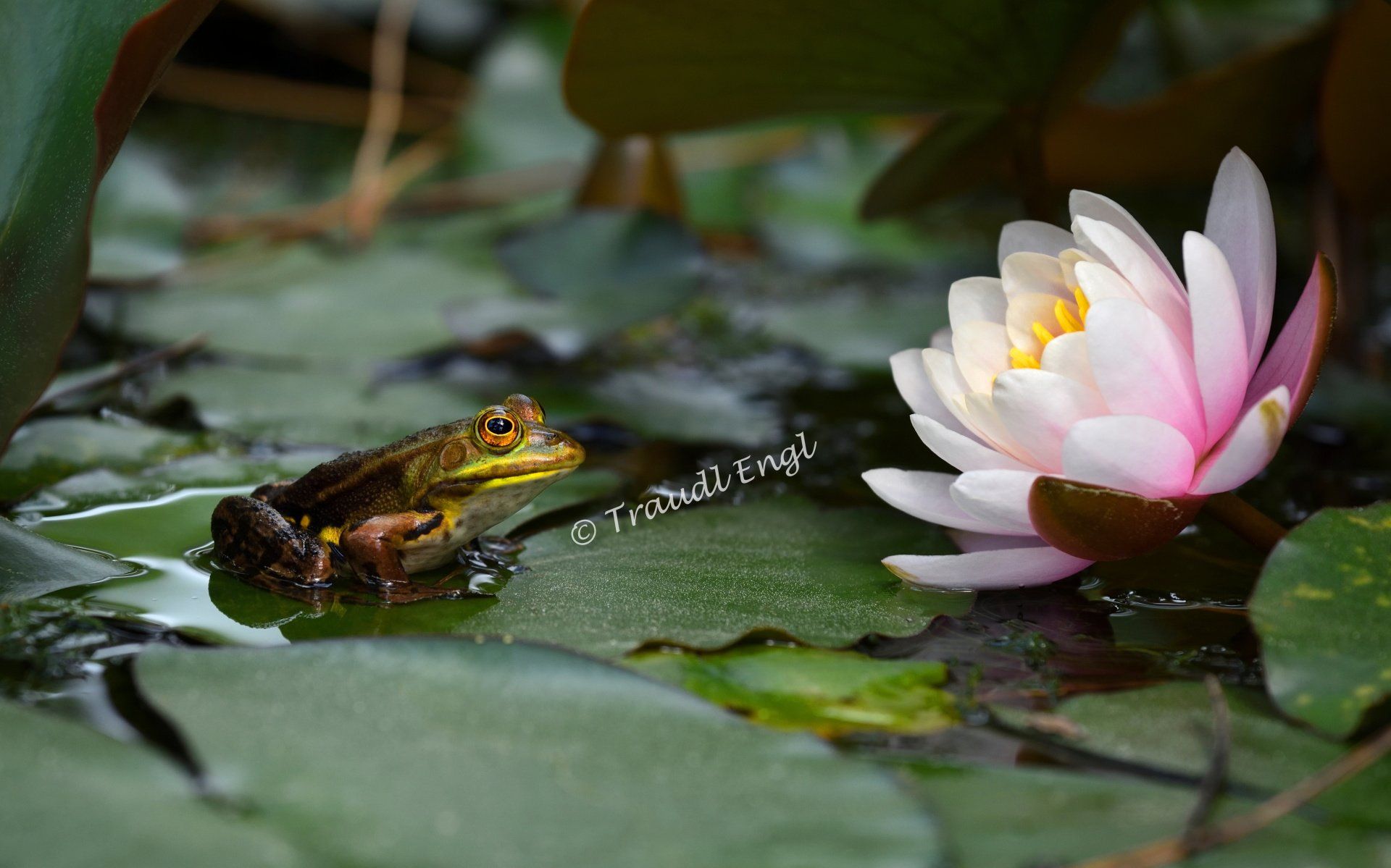 Frosch zwischen Seerosen, Teichfrosch, Teichbewohner, Lebensraum Teich, Amphibien, Traudl Engl