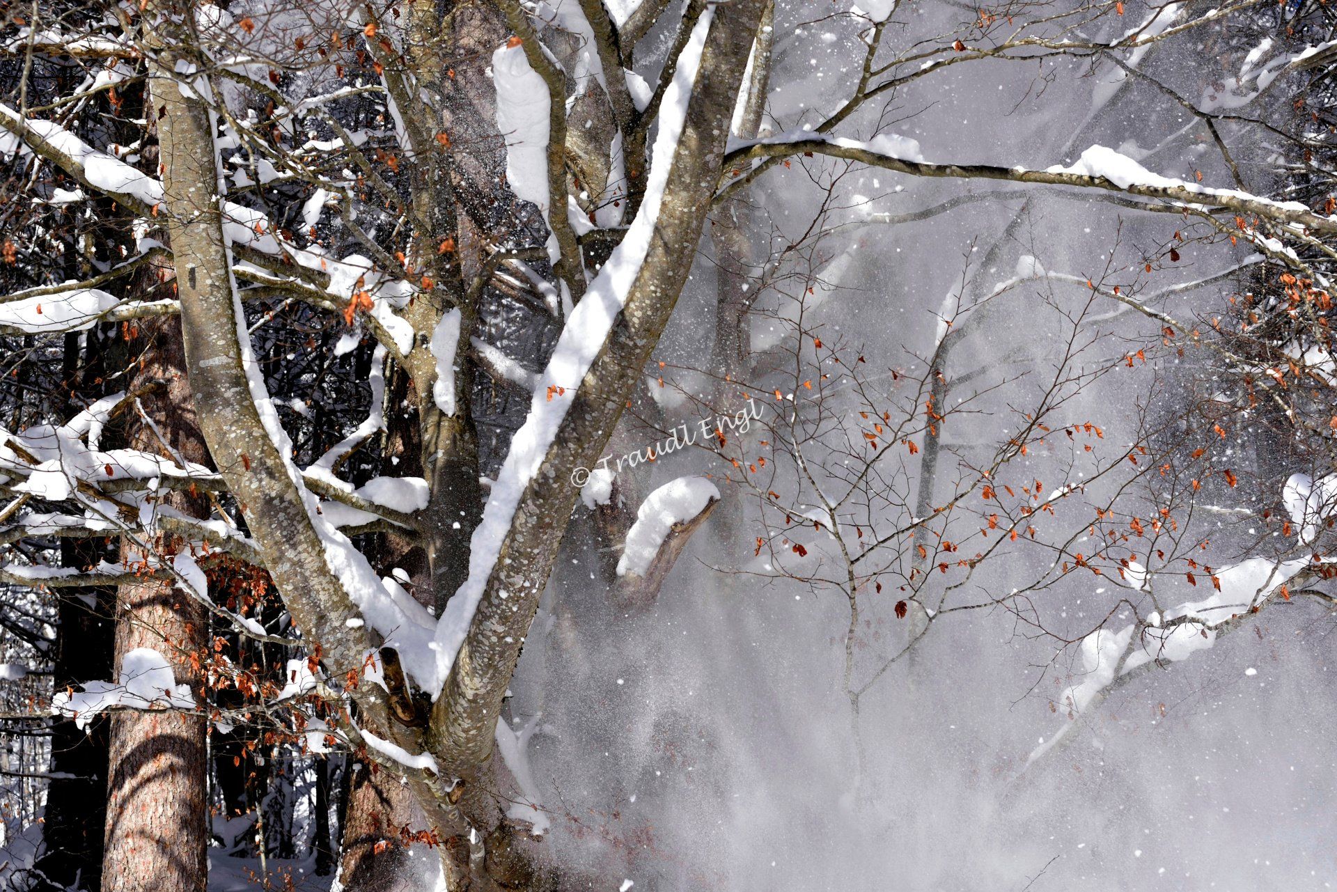 Winterwald, Bäume im Schnee, Schneestaub, Winter, Traudl Engl