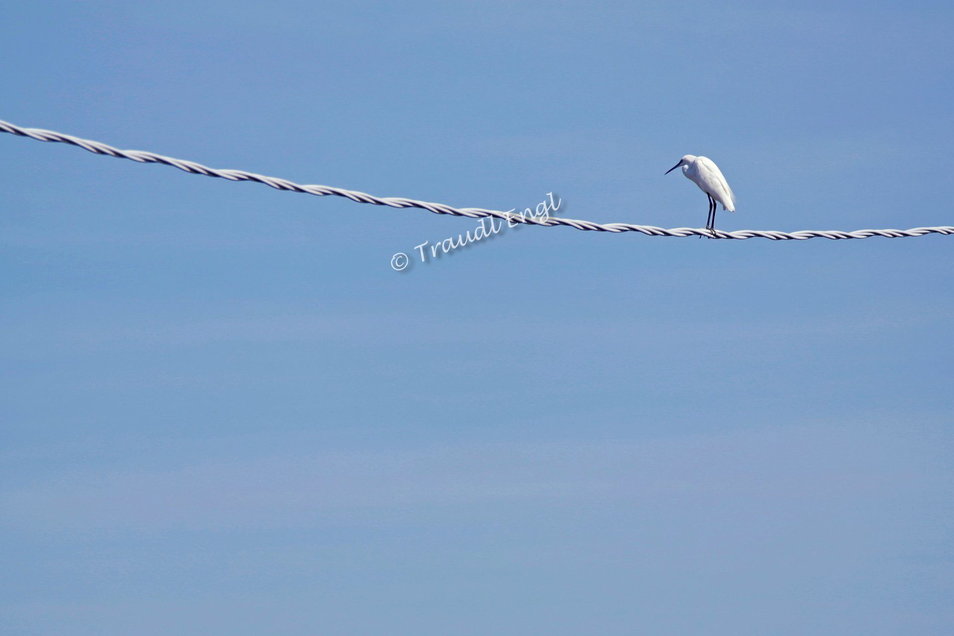 Seidenreiher auf einem Leitungskabel, Egretta garzetta, Tagreiher, Schreitvogel, Traudl Engl