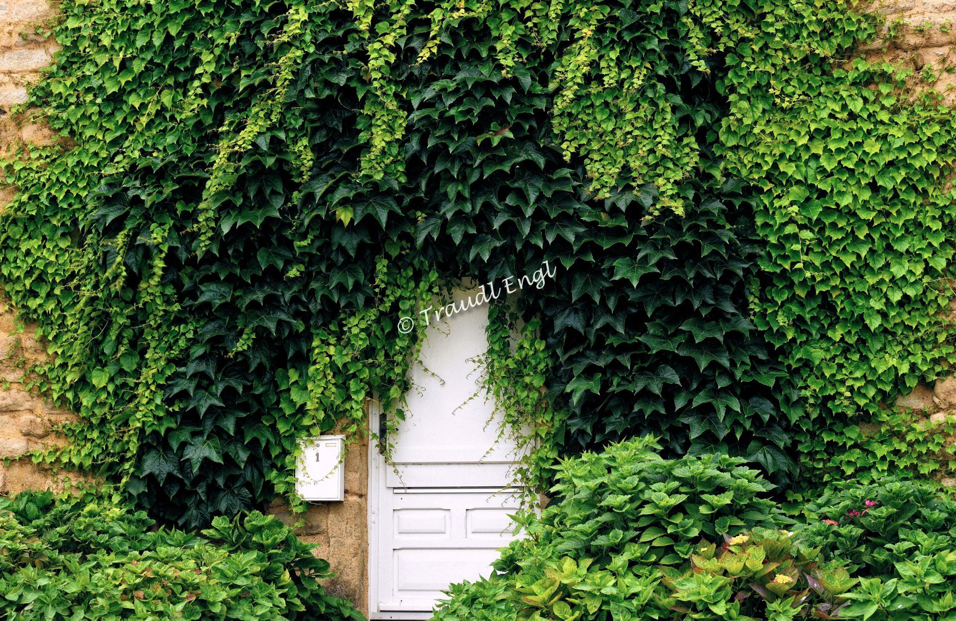 Hausfassade, Fassadendetail, Eingangsbereich, Holztüre pflanzenumwuchert, gesundes  Wachstum, Traudl Engl
