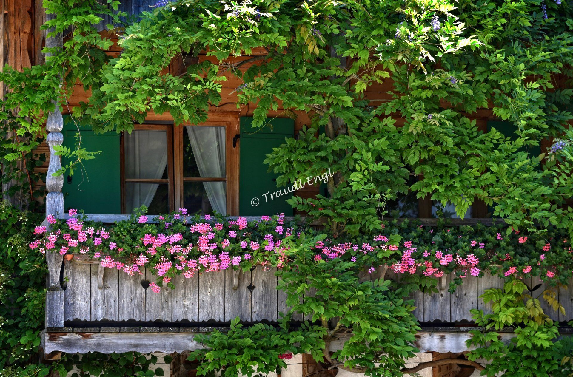 Hausfassade, Fassadendetail, begrünte Hausfassade, Fenster mit grünen Fensterläden, Holzbalkon mit Blumenschmuck, Traudl Engl