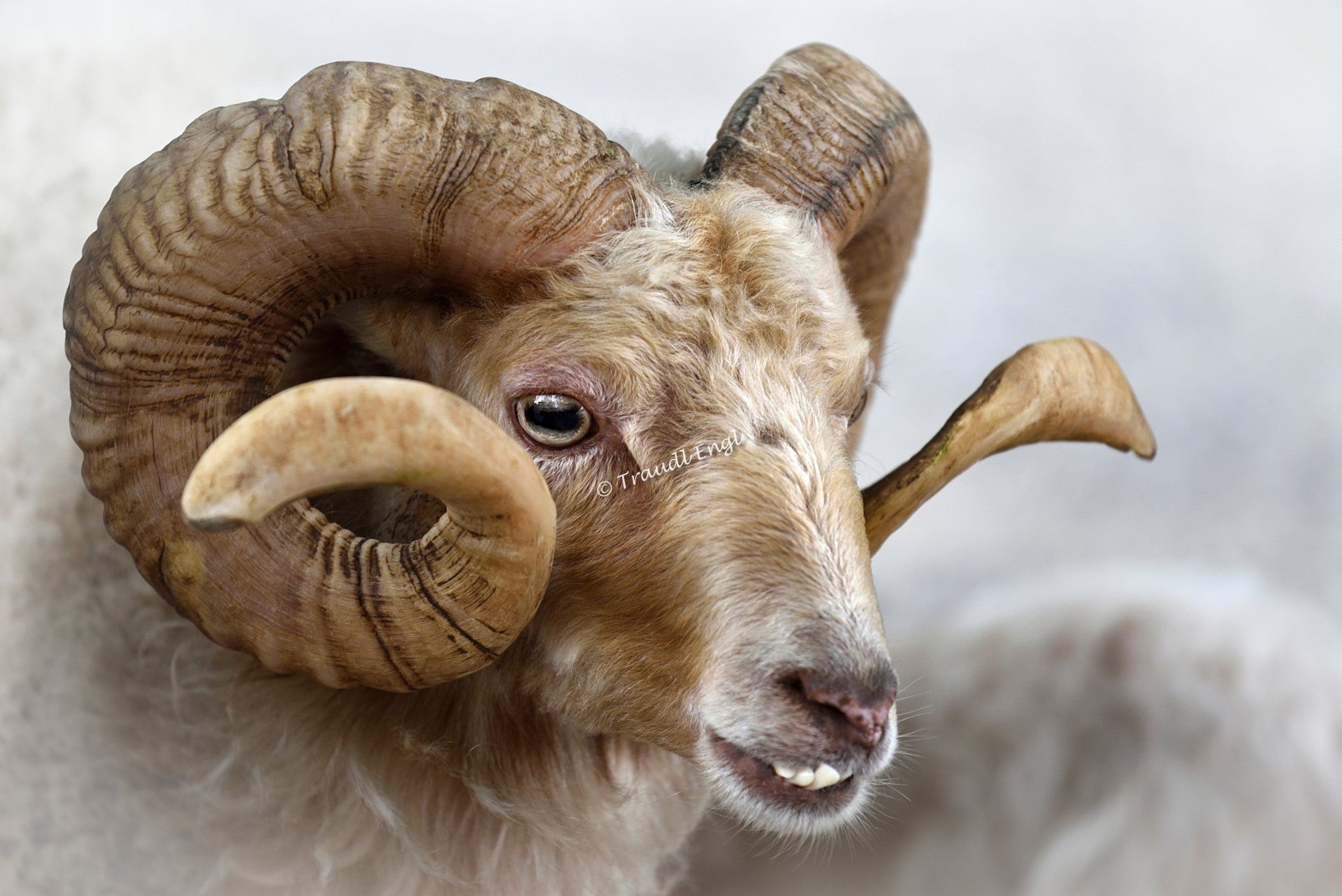 Schafbock, Quessant Schaf, Zwergschaf, Haustier, Nutztier, Hausschaf, Zoo Salzburg, Österreich, Europa, Traudl Engl