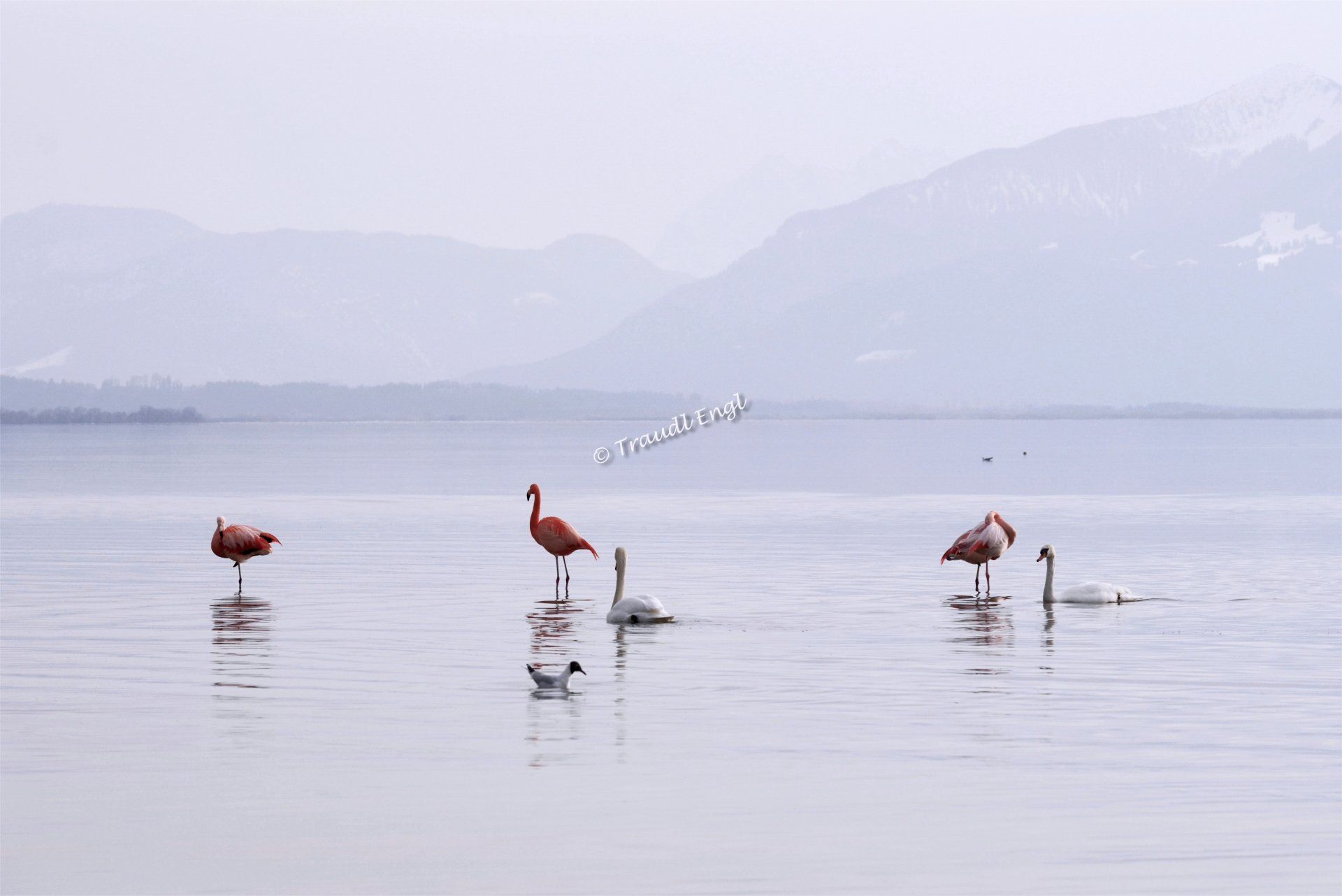 Chiemsee, Bayerisches Meer, Chiemgau, wilde Flamingos, Phoenicopteridae, Vogelgäste, Wasservögel, Höckerschwäne, Bayern, Deutschland, Europa, Traudl Engl