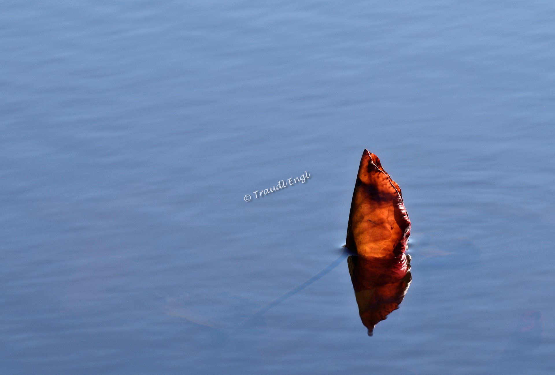 Seerosenblatt welk, Herbstblatt im Wasser, Teich Detail,  leuchtende Herbstfarbe, Traudl Engl