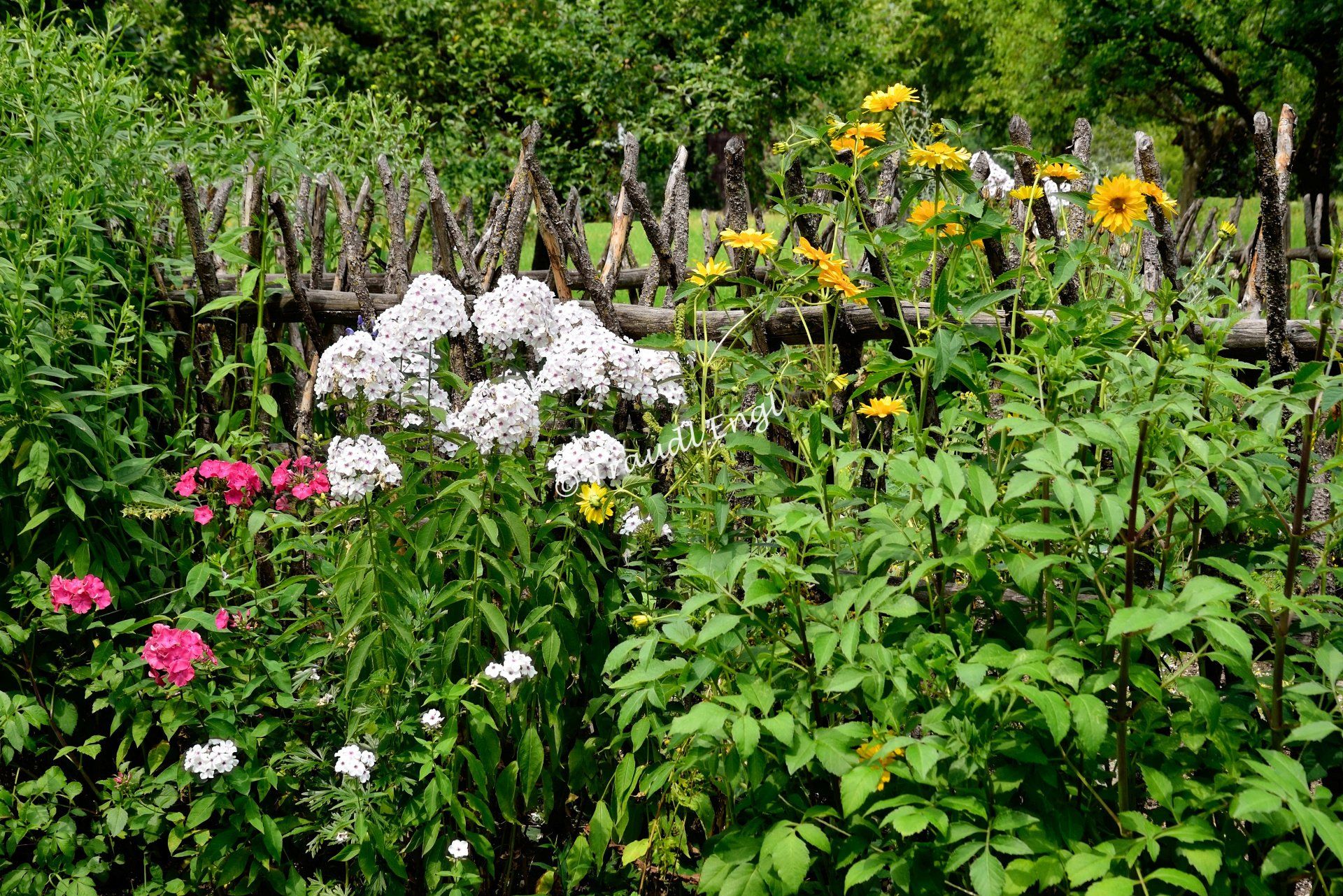 blühender Garten, Gartenbepflanzung, Sommerstauden, Sommerblumen, Traudl Engl