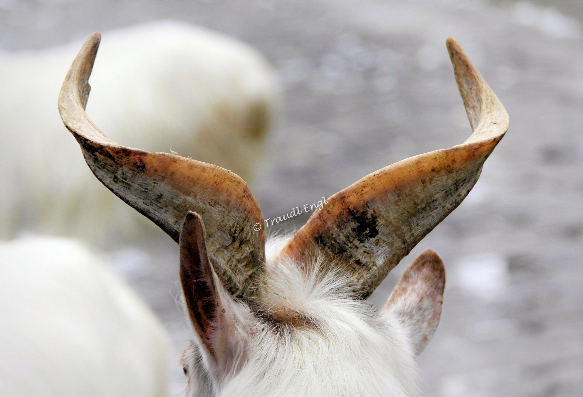 Ziege Detail, Ziegenhörner, Hornträger, Capra, Traudl Engl