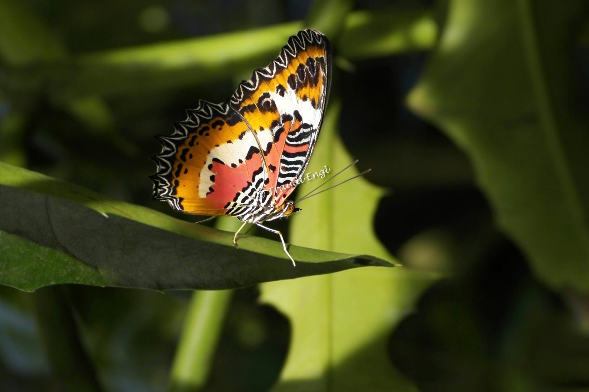 Schmetterling, Bortenfalter, Edelfalter, Filigranfalter, Papilio biblis, Cethosia biblis, Insekt, Traudl Engl