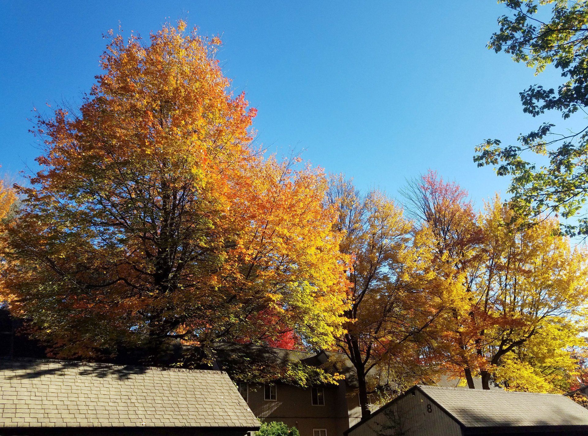 Leaf Peeping Season has Begun!