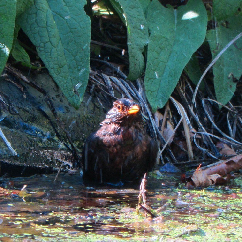 Tiere auf dem Ferienhof Moos
