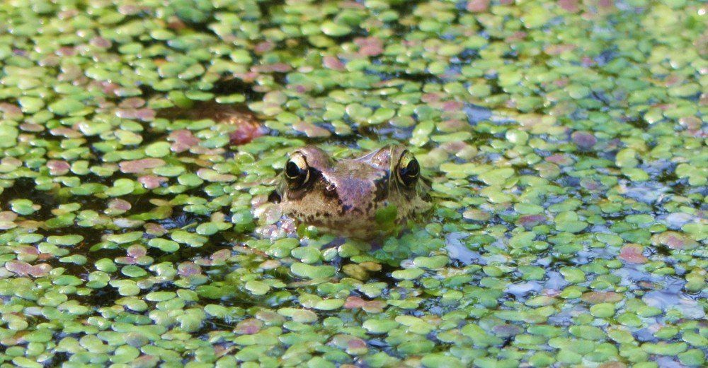 Tiere auf dem Ferienhof Moos