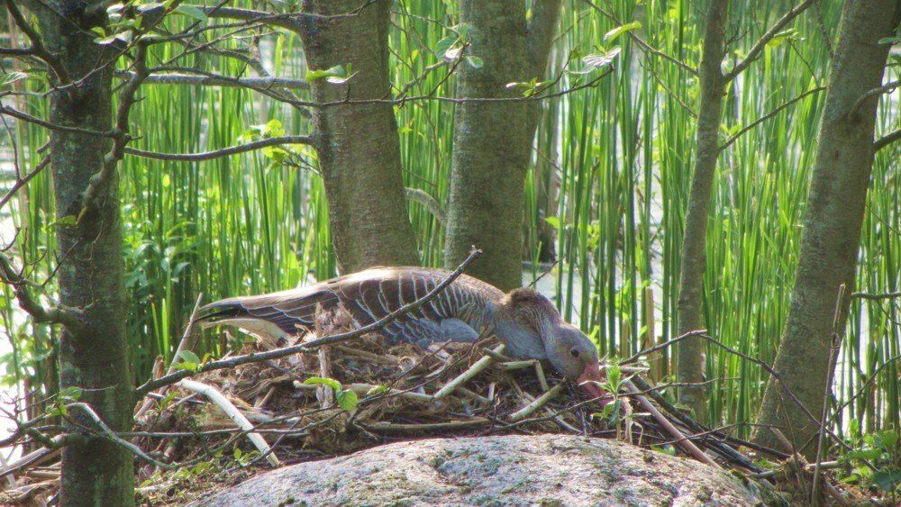 Tiere auf dem Ferienhof Moos