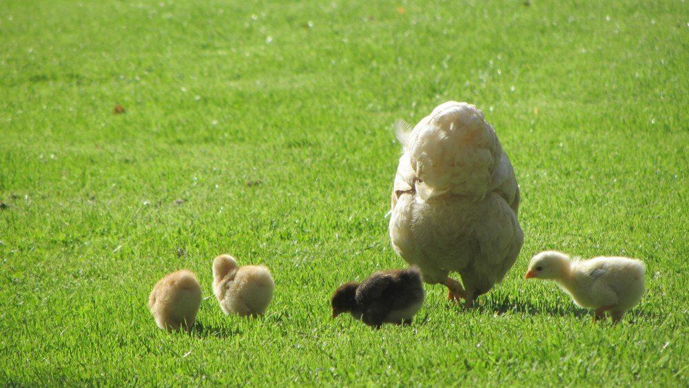 Tiere auf dem Ferienhof Moos